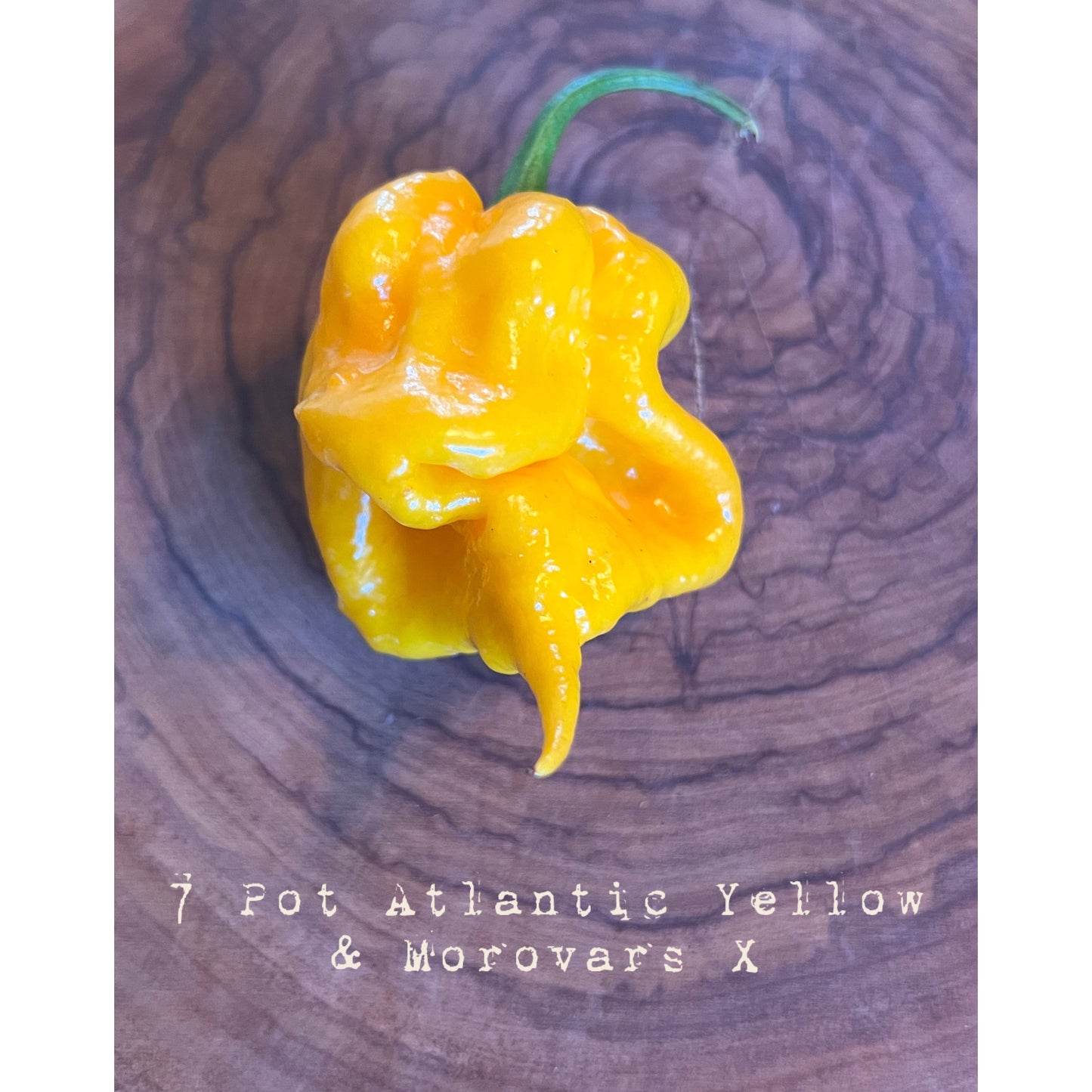 7 Pot Atlantic Yellow Morovars X - Hot Pepper Seeds