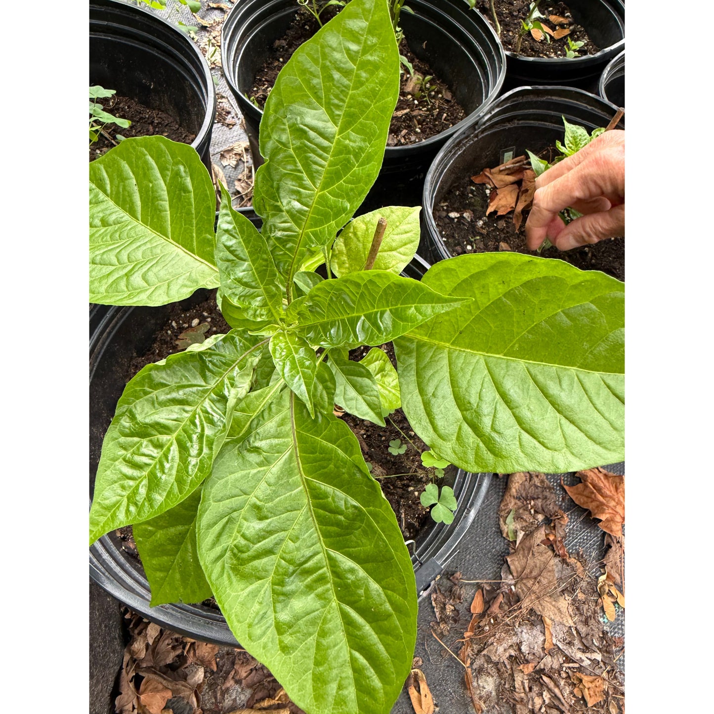 7 Pot BBG7 Orange Peach Hot Pepper Seeds