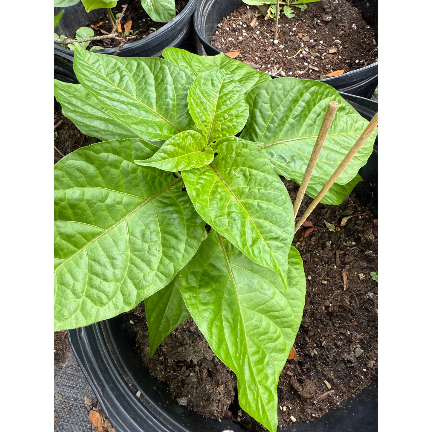 7 Pot BBG7 Strawberry - Hot Pepper Seeds