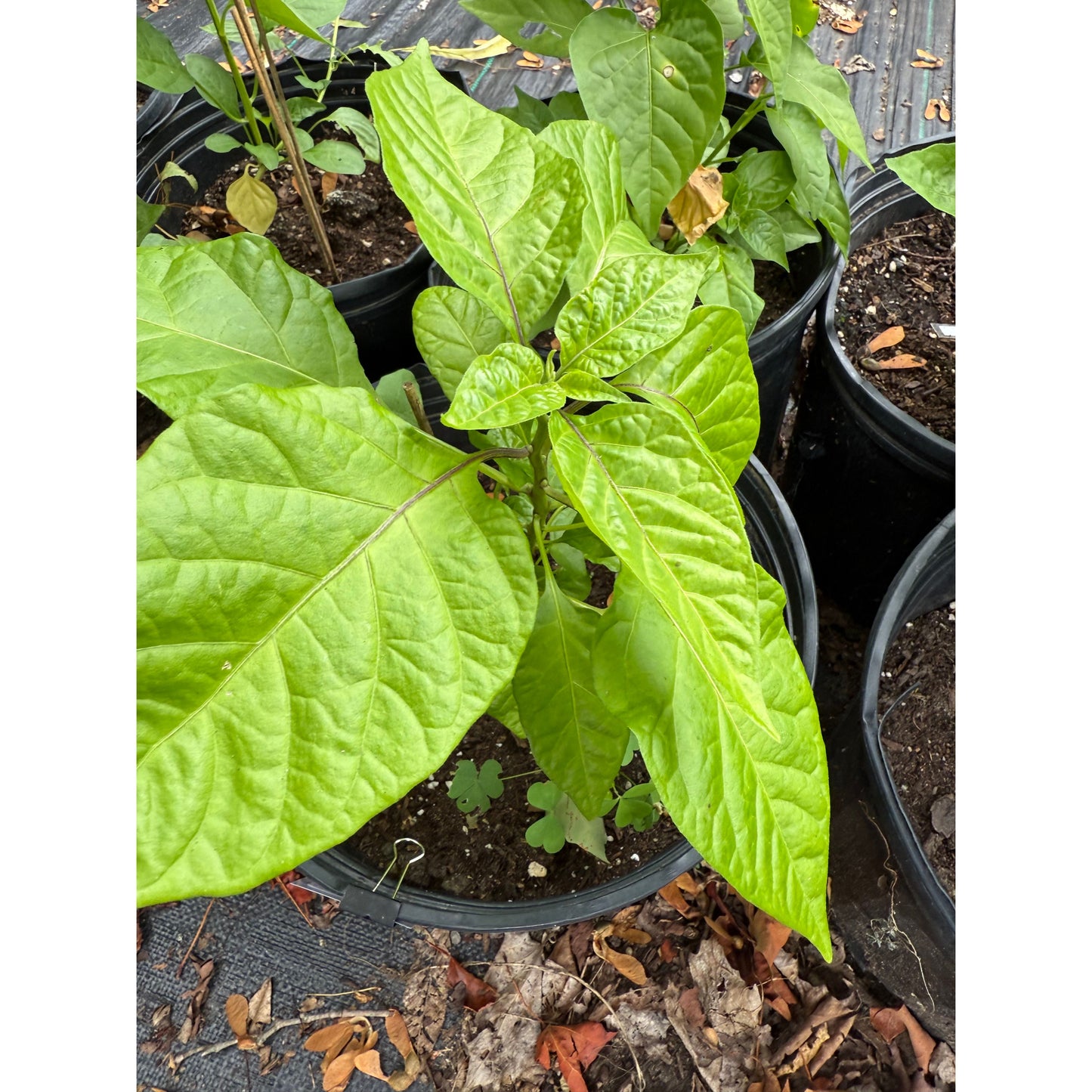 7 Pot Brain Strain - Yellow - Hot Pepper Seeds