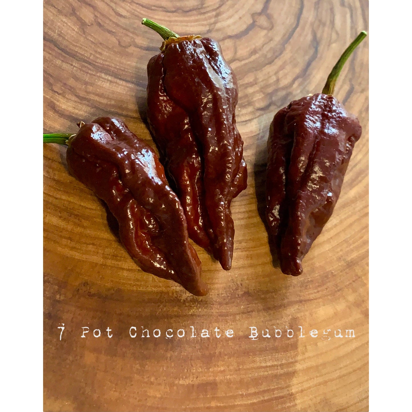 7 Pot Bubblegum - Chocolate - Hot Pepper Seeds