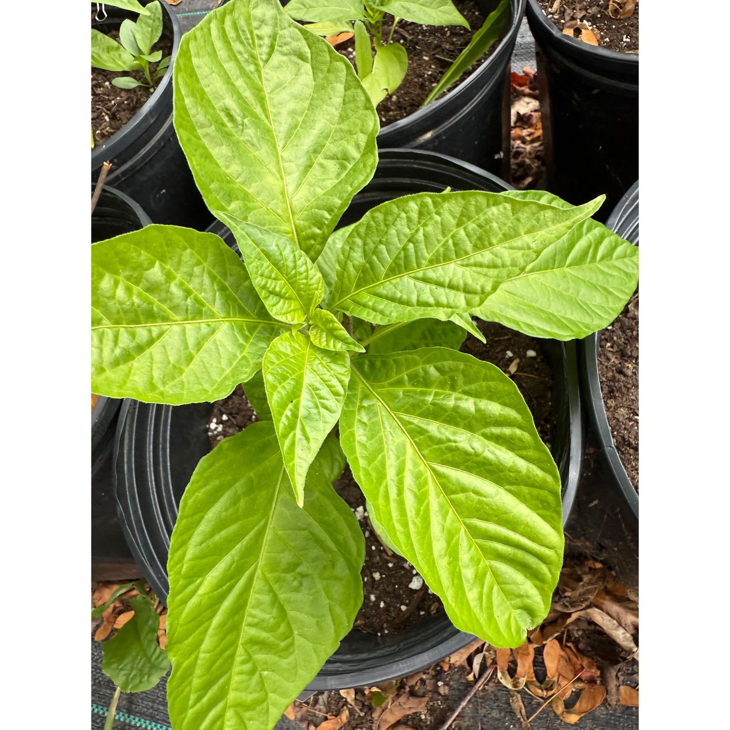 7 Pot Bubble Gum Frankenstein (Red) Hot Pepper Seeds