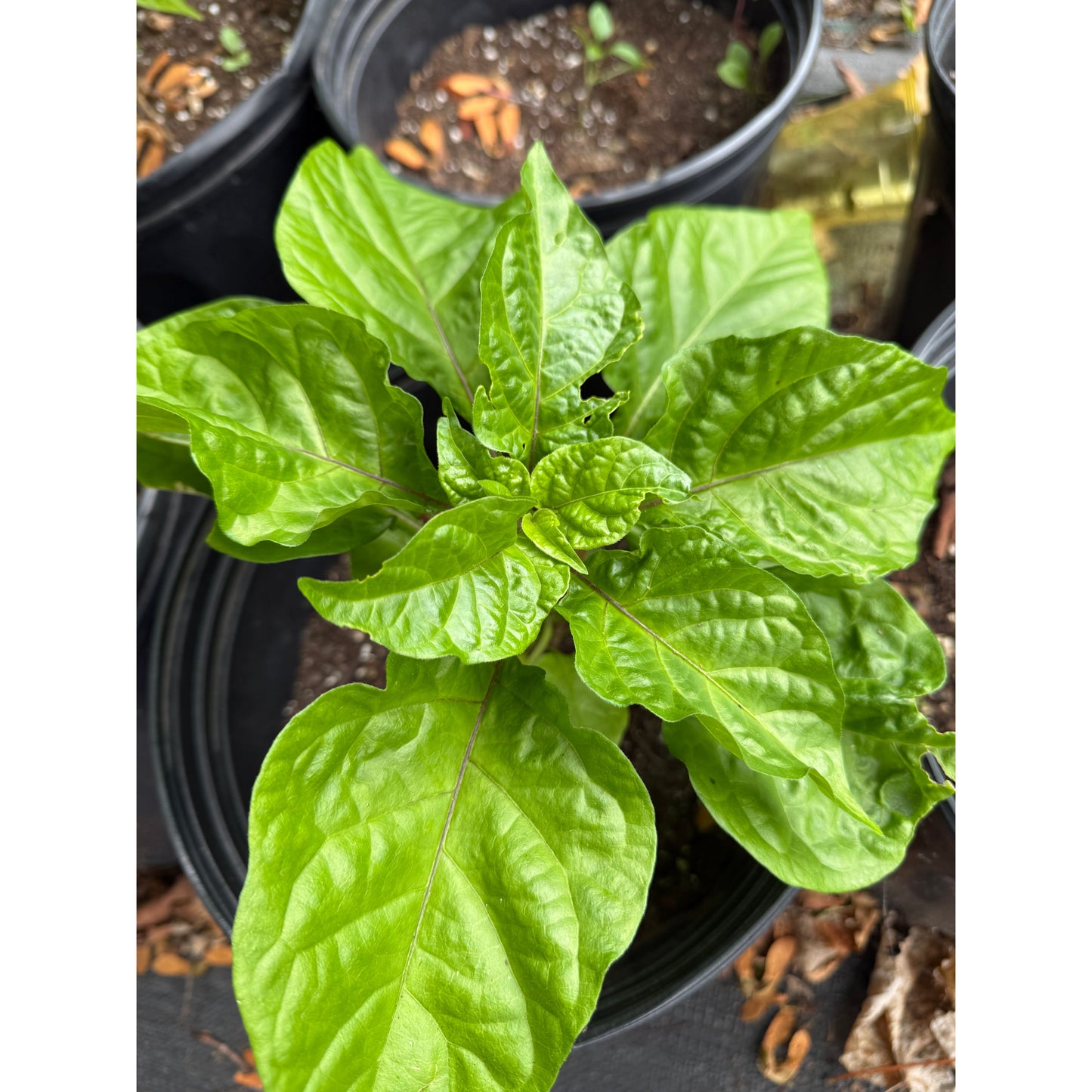 7 Pot Bubble Gum Orange Treasure Hot Pepper Seeds