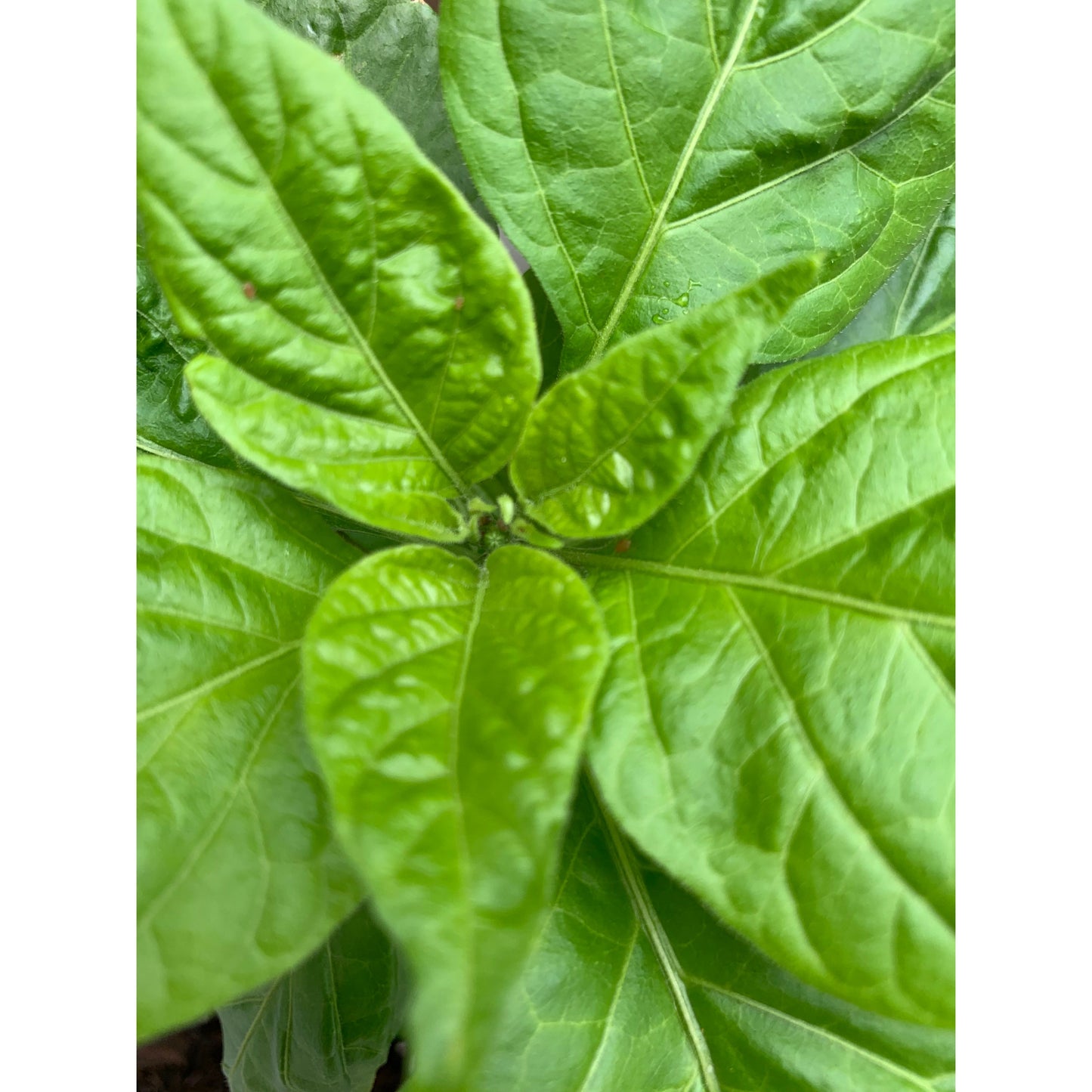 7 Pot Bubblegum - Red - Hot Pepper Seeds