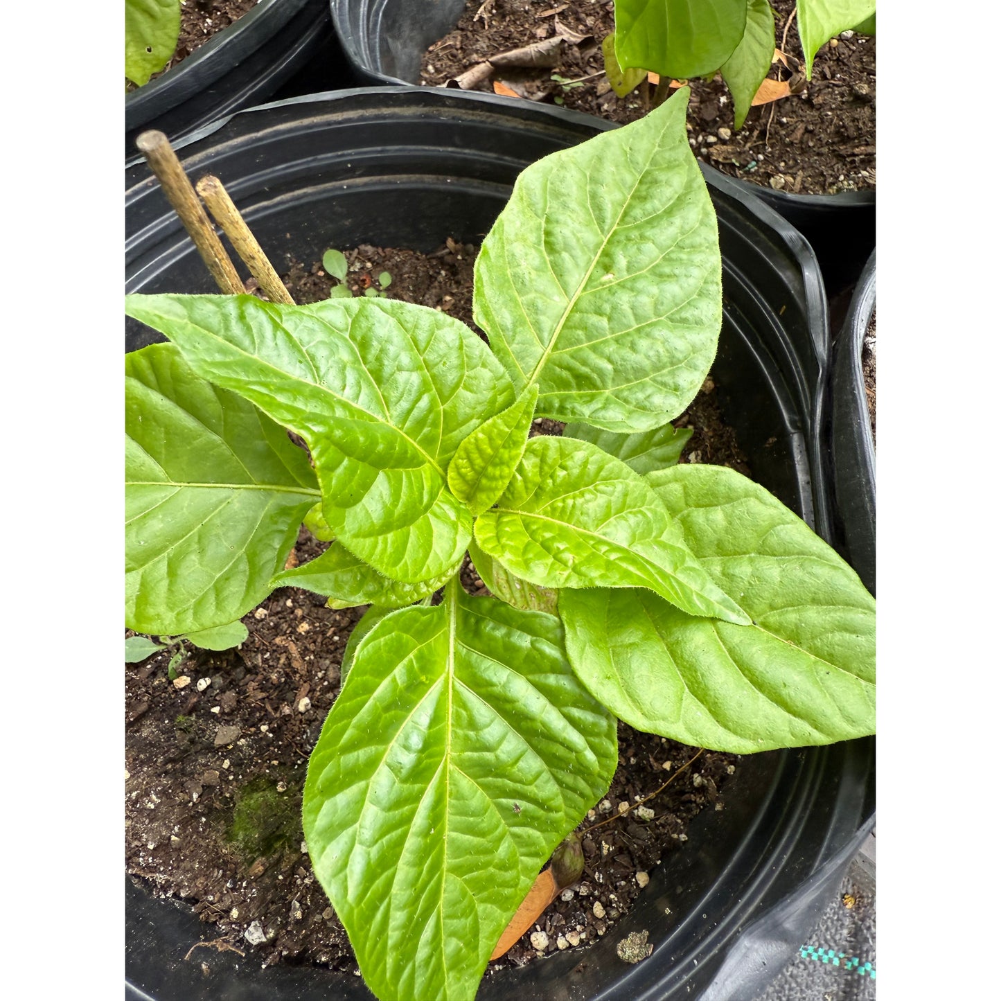 7 Pot Burgundy Hot Pepper Seeds
