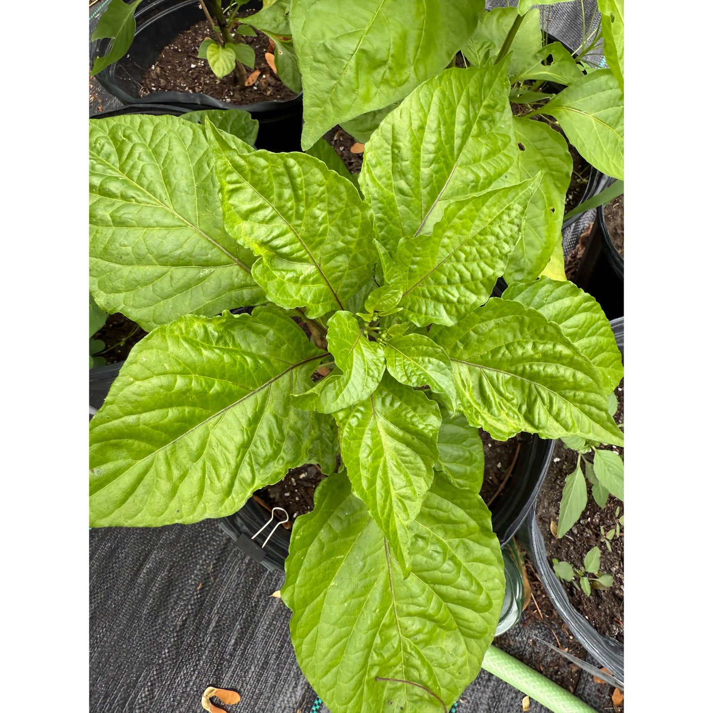 7 Pot Chaguanas - Chocolate Hot Pepper Seeds