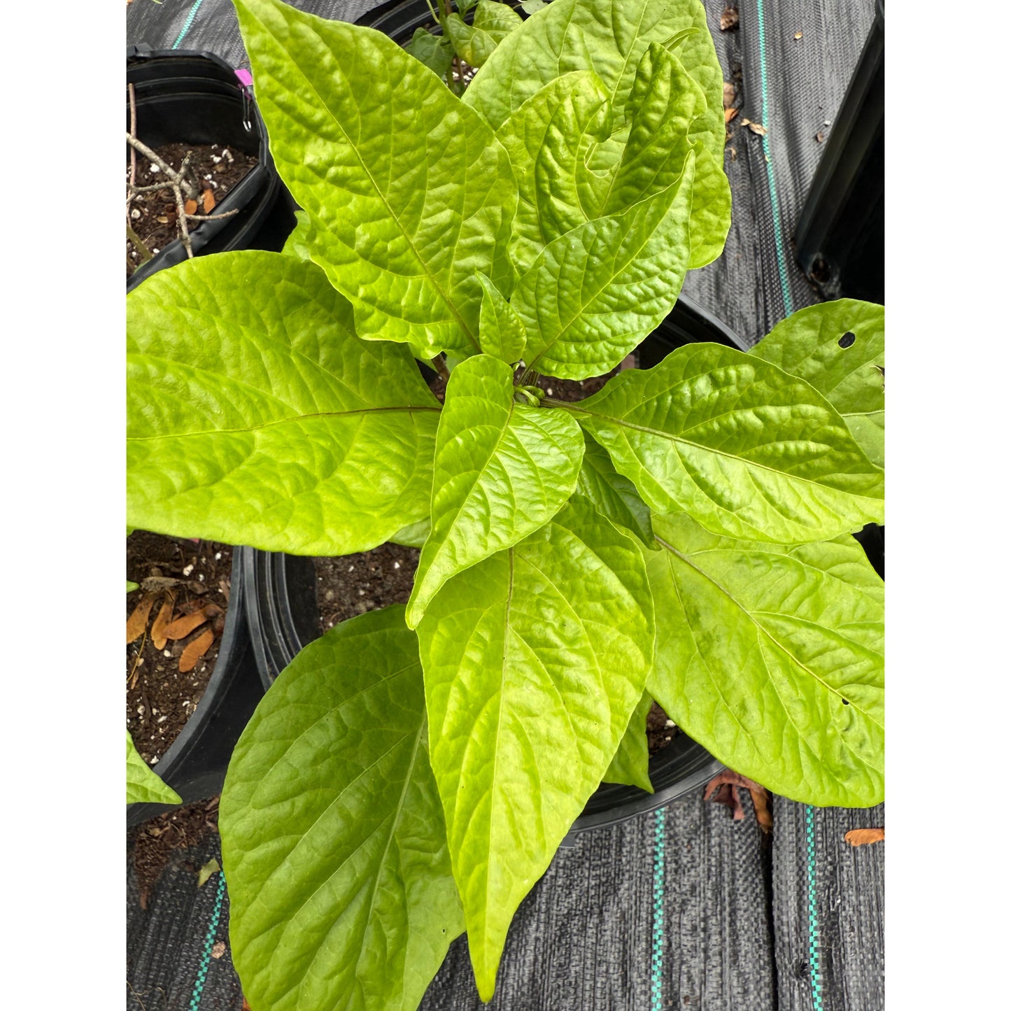 7 Pot Chocolate Douglah - Hot Pepper Seeds