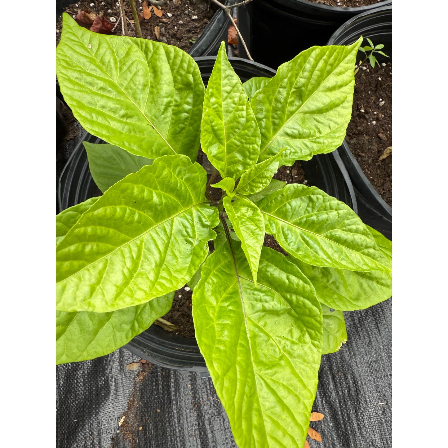 7 Pot Chocolate Hot Pepper Seeds