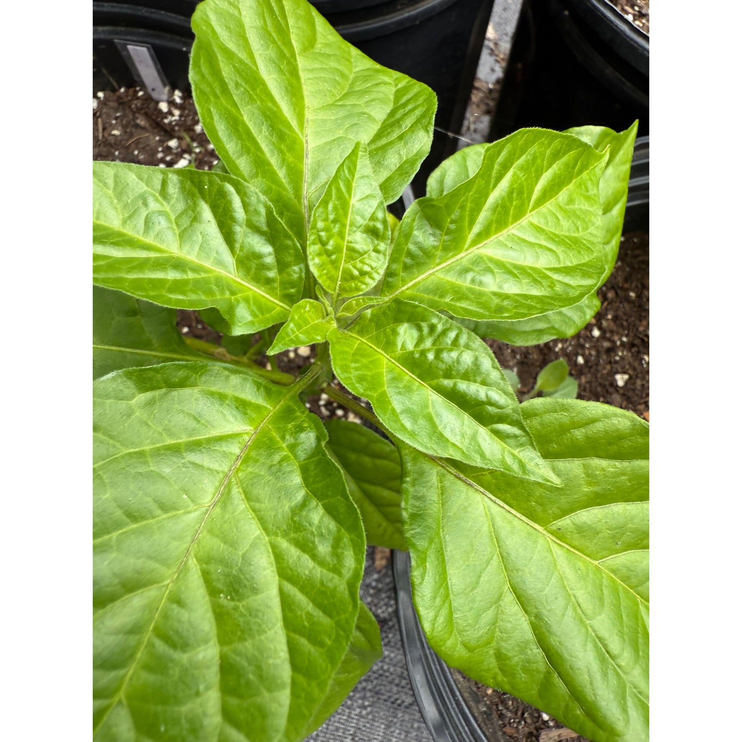 7 Pot Cinder - Graines de piment fort