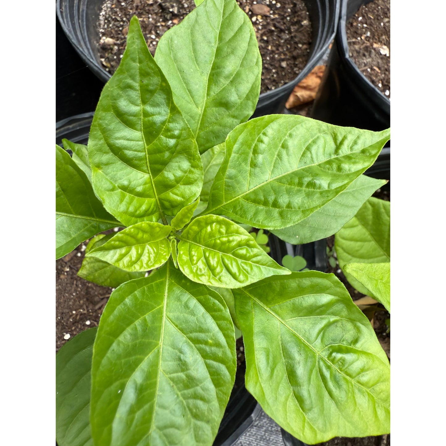 7 Pot Defcon - Hot Pepper Seeds