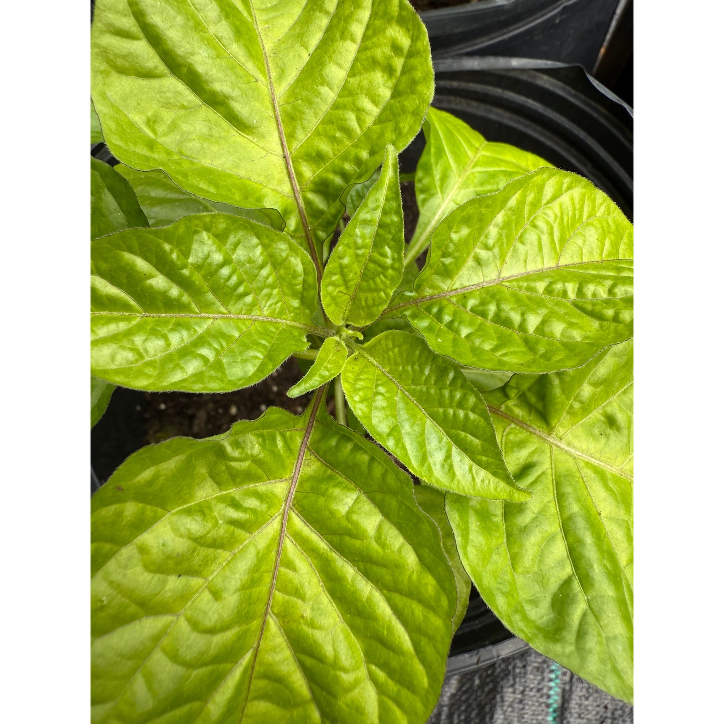 7 Pot Evergreen Hot Pepper Seeds