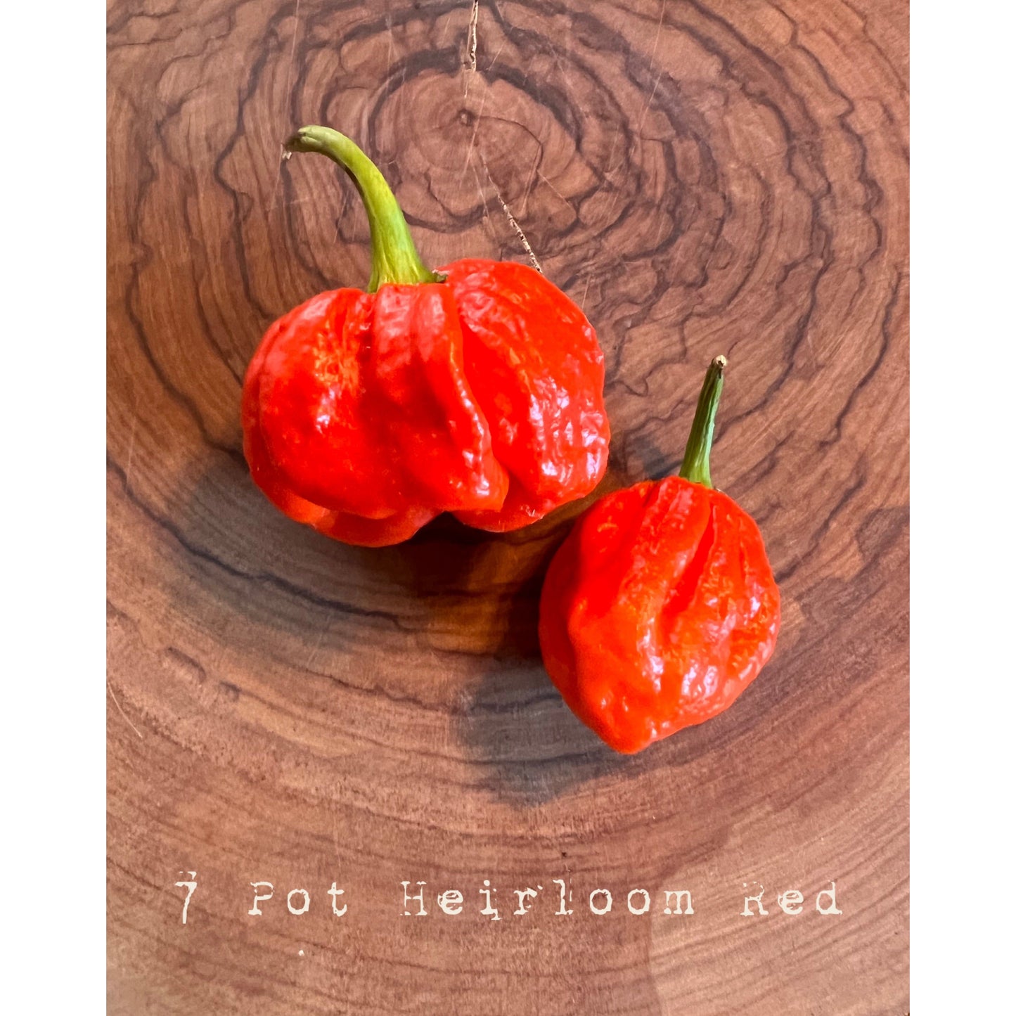 7 Pot Giant Heirloom - Red - Hot Pepper Seeds