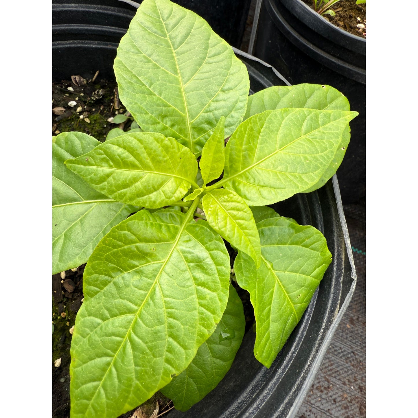 7 Pot Katie - Hot Pepper Seeds