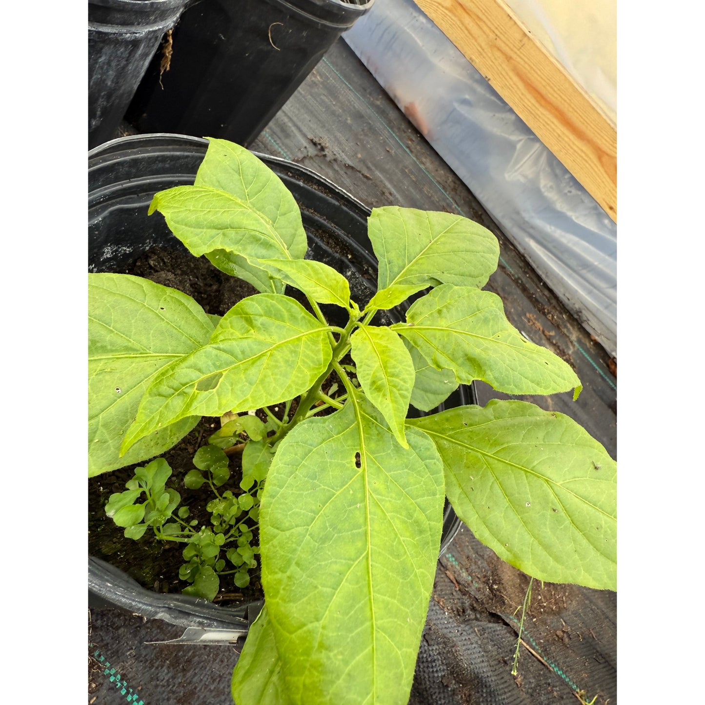 7 Pot Lava - Red - Hot Pepper Seeds