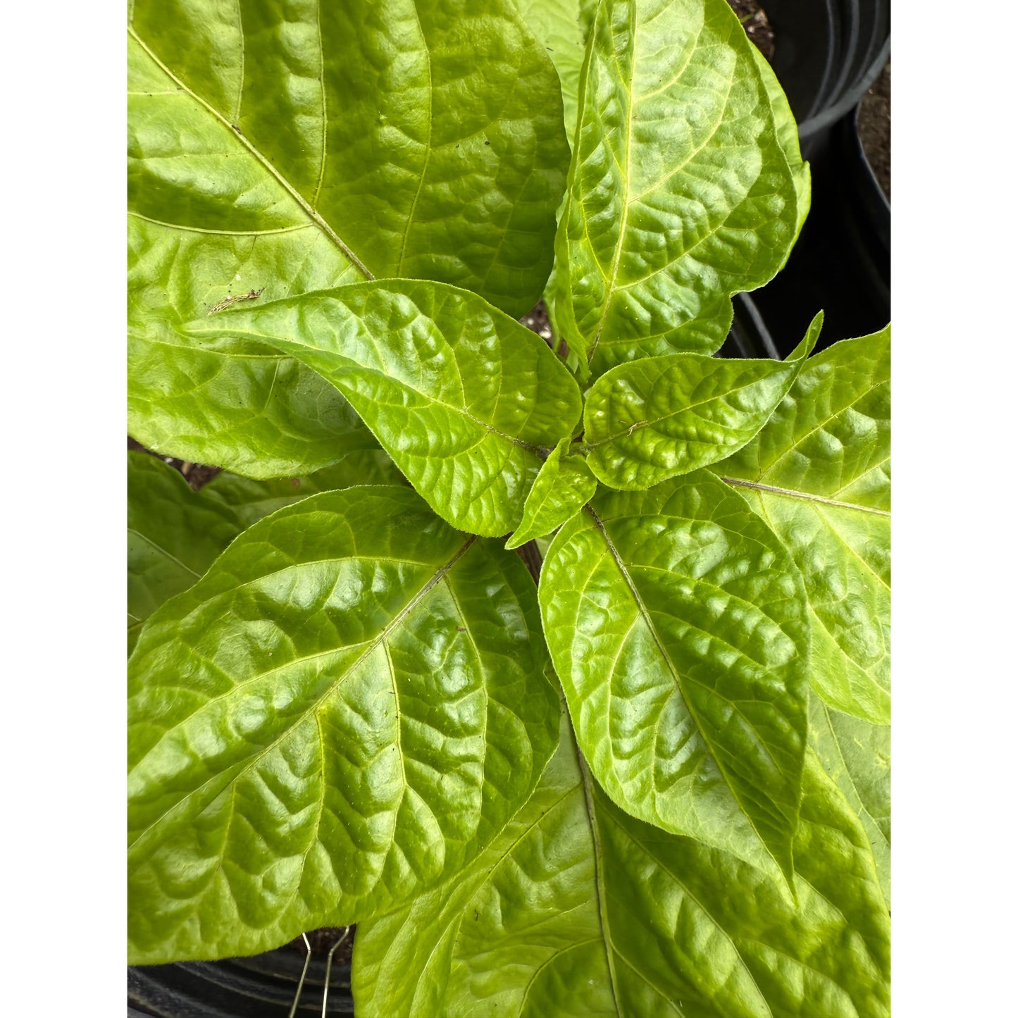 7 Pot Lava - Yellow - Hot Pepper Seeds