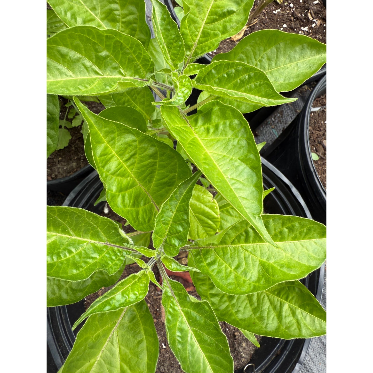 7 Pot Lime Long Hot Pepper Seeds