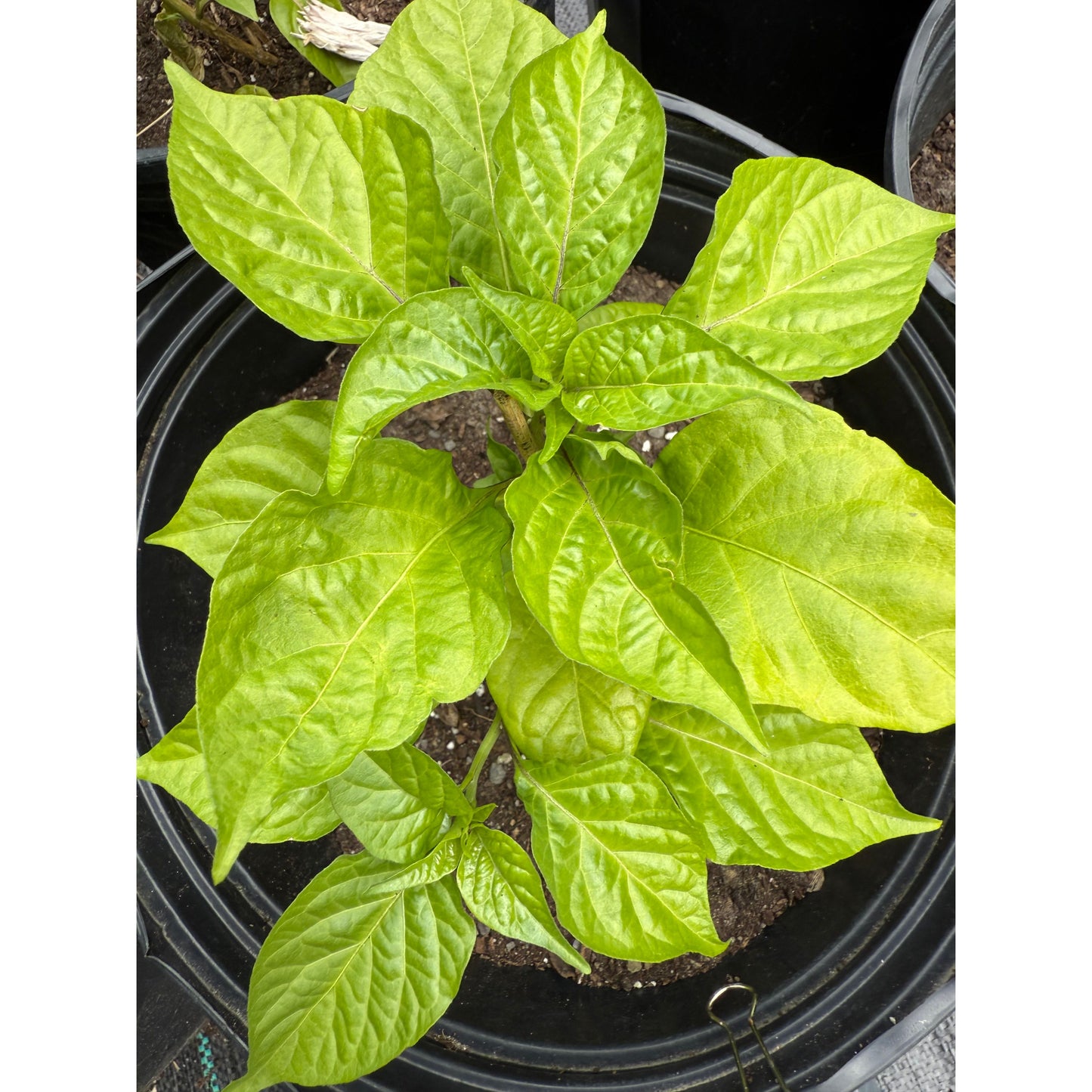 7 Pot Lucky - Red Hot Pepper Seeds
