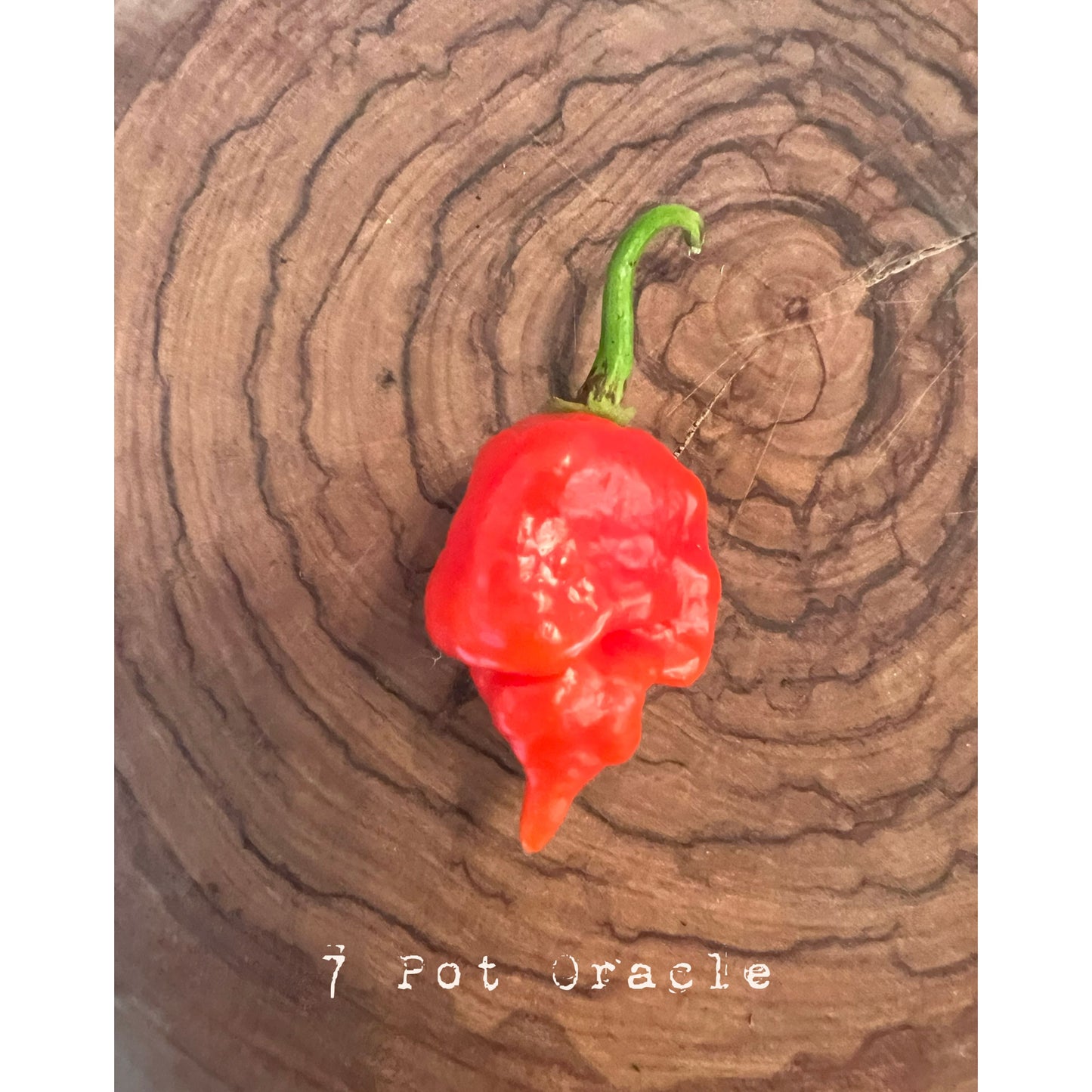 7 Pot Oracle - Hot Pepper Seeds