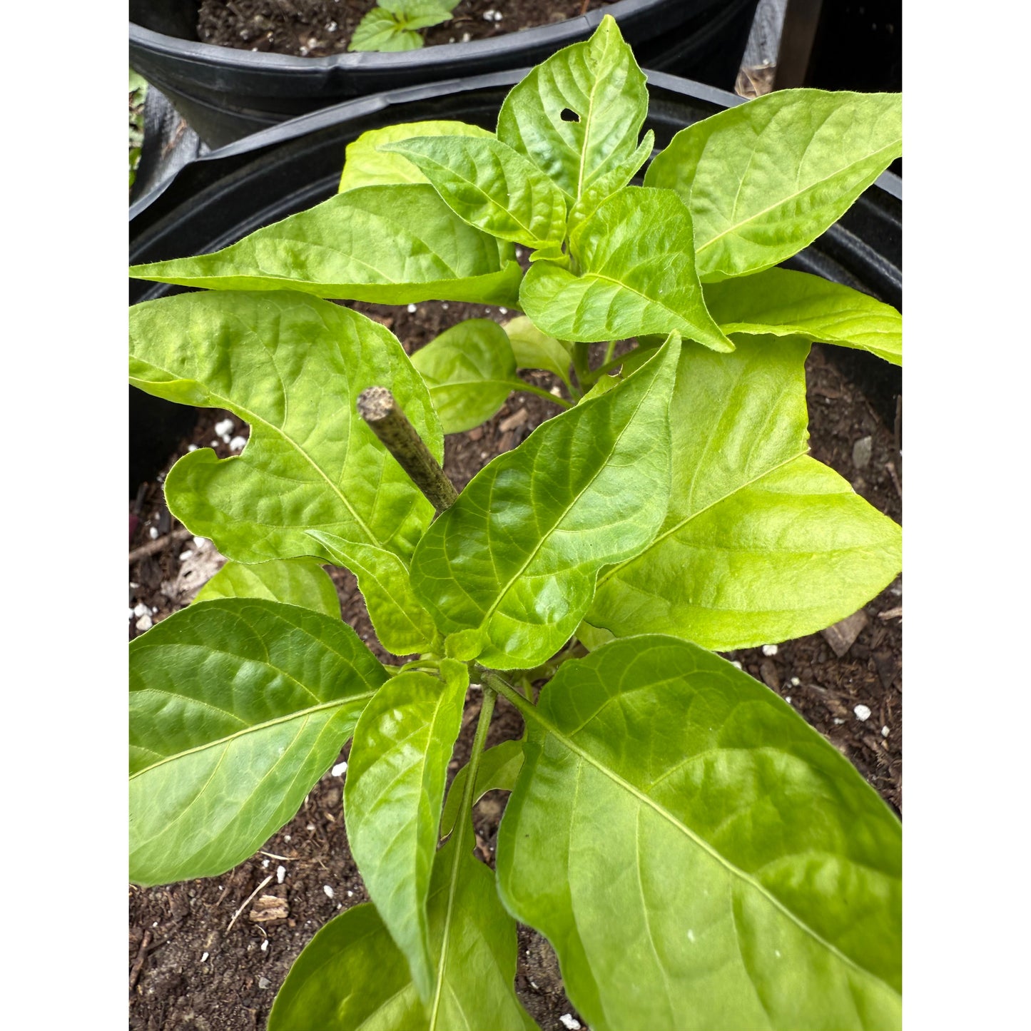 7 Pot Peach - Hot Pepper Seeds