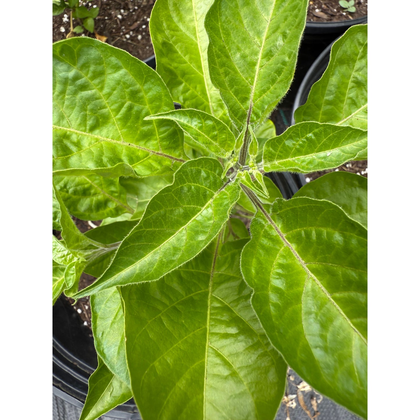 7 Pot Pickle Hot Pepper Seeds