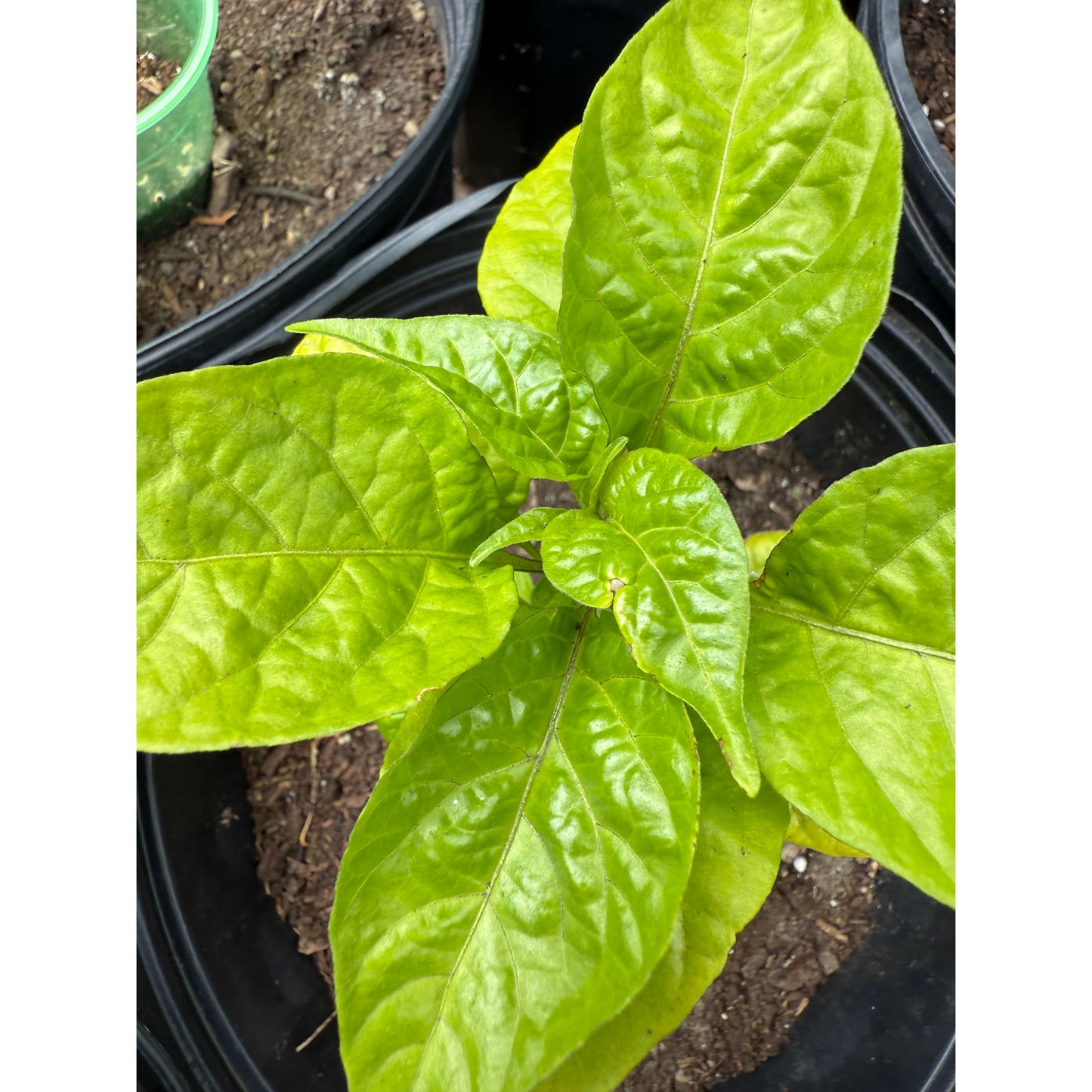 7 Pots Primo Jaune - Graines de piment fort