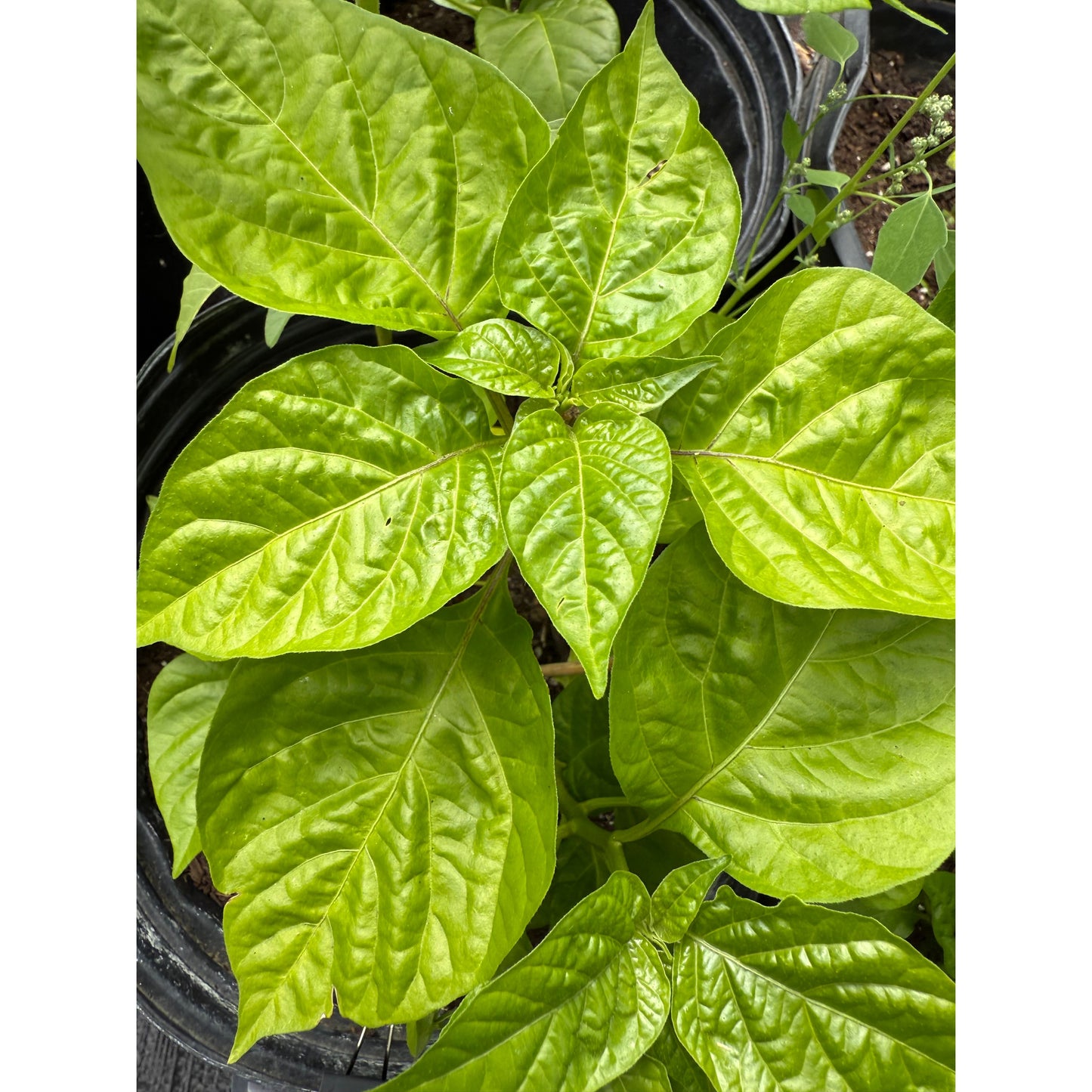 7 Pot SR Congo Hot Pepper Seeds