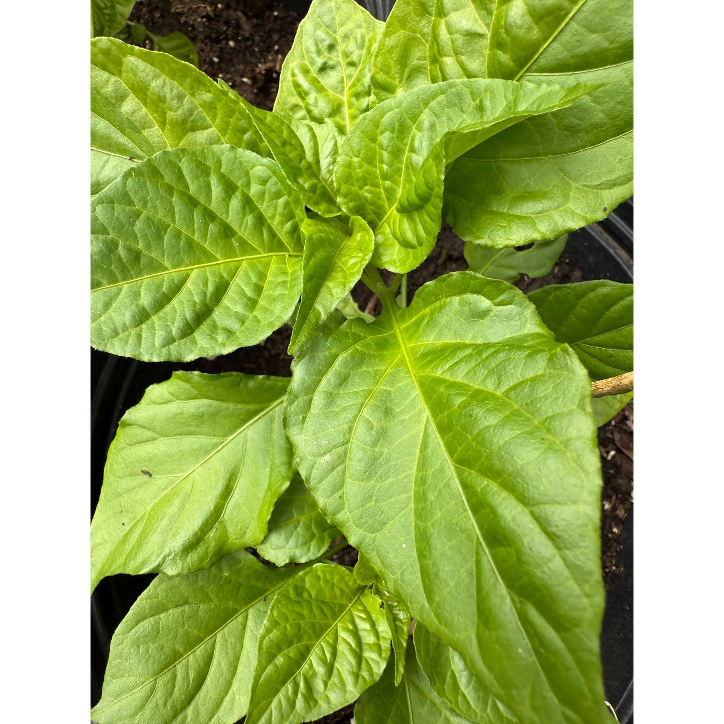 7 Pot Slimer - Graines de piment fort