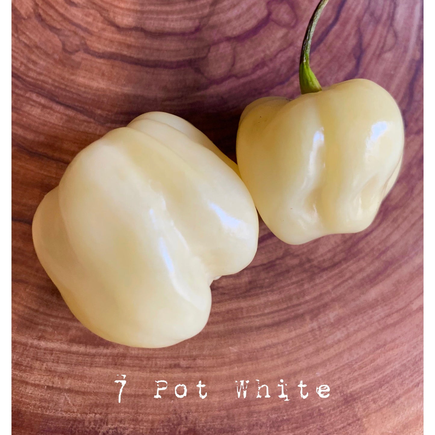 7 Pot White - Hot Pepper Seeds