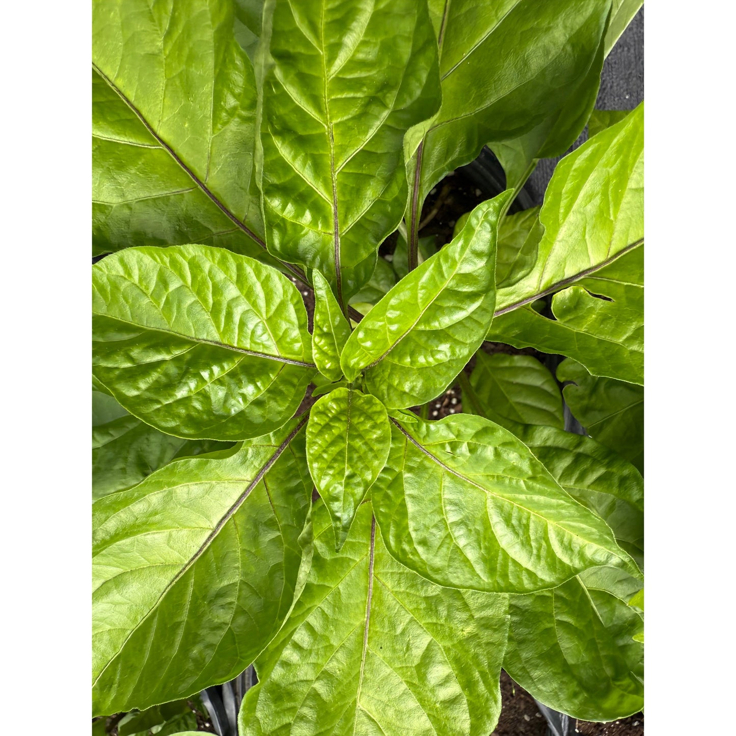 7 Pot Yellow Nebru - Hot Pepper Seeds