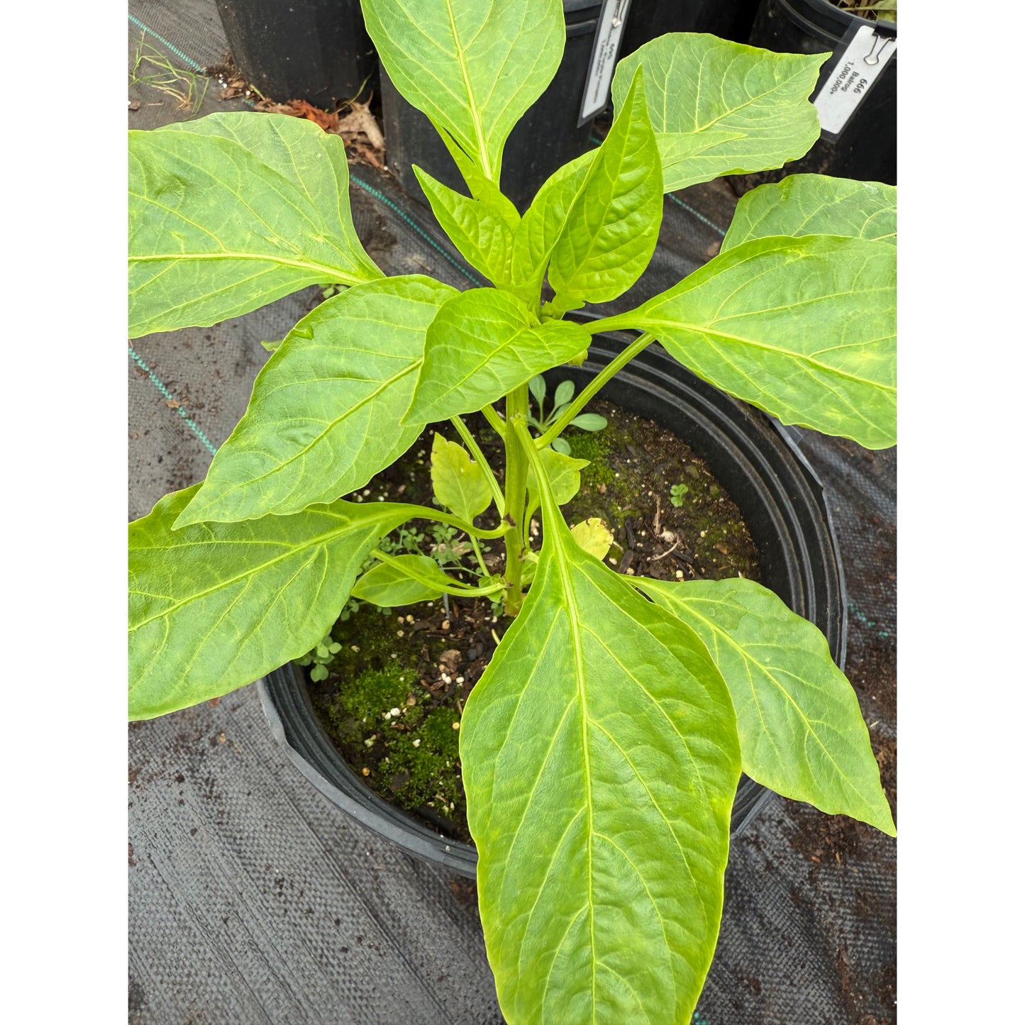 Aconcagua (Giant) (Heirloom) Hot Pepper Seeds