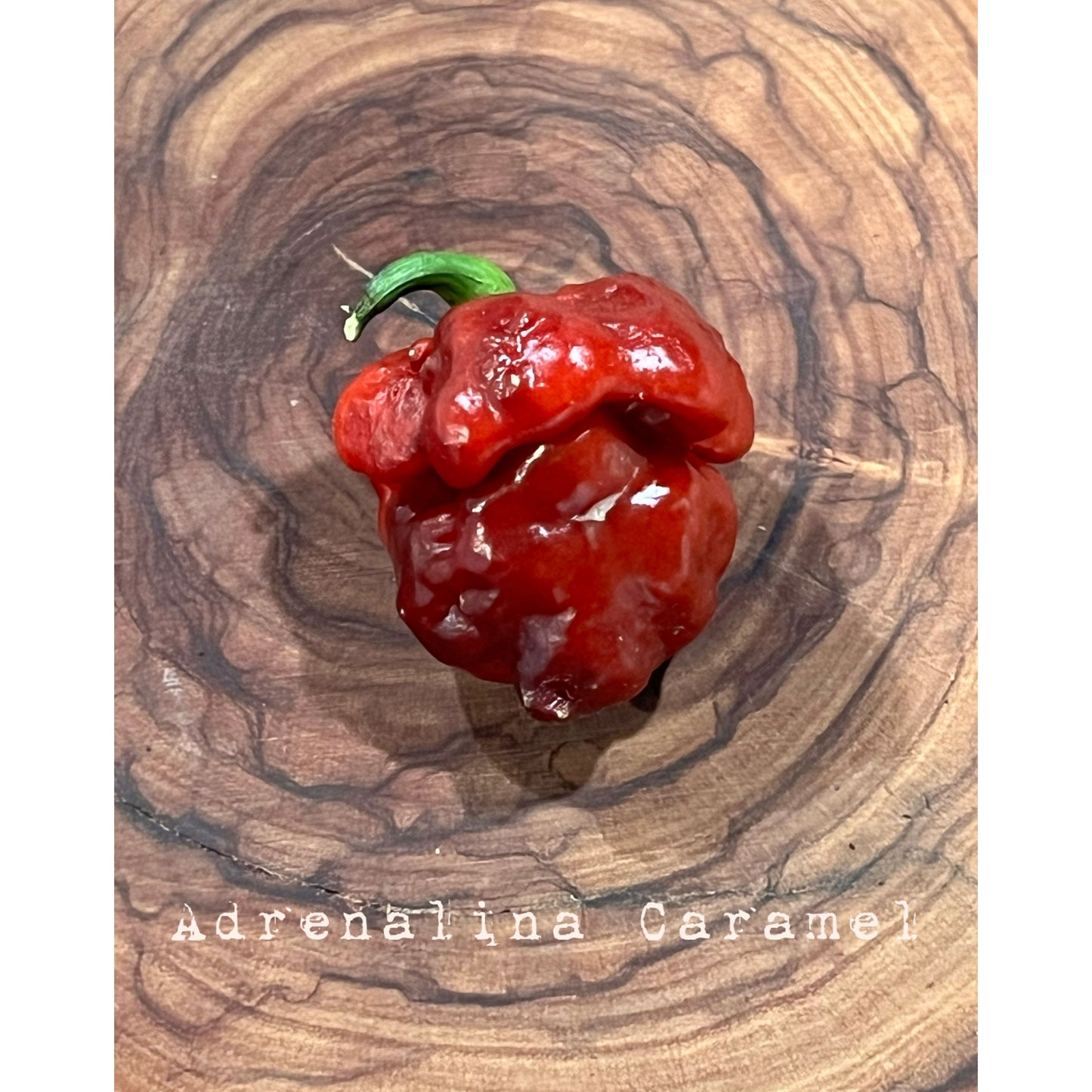 Adrenalina Caramel - Hot Pepper Seeds