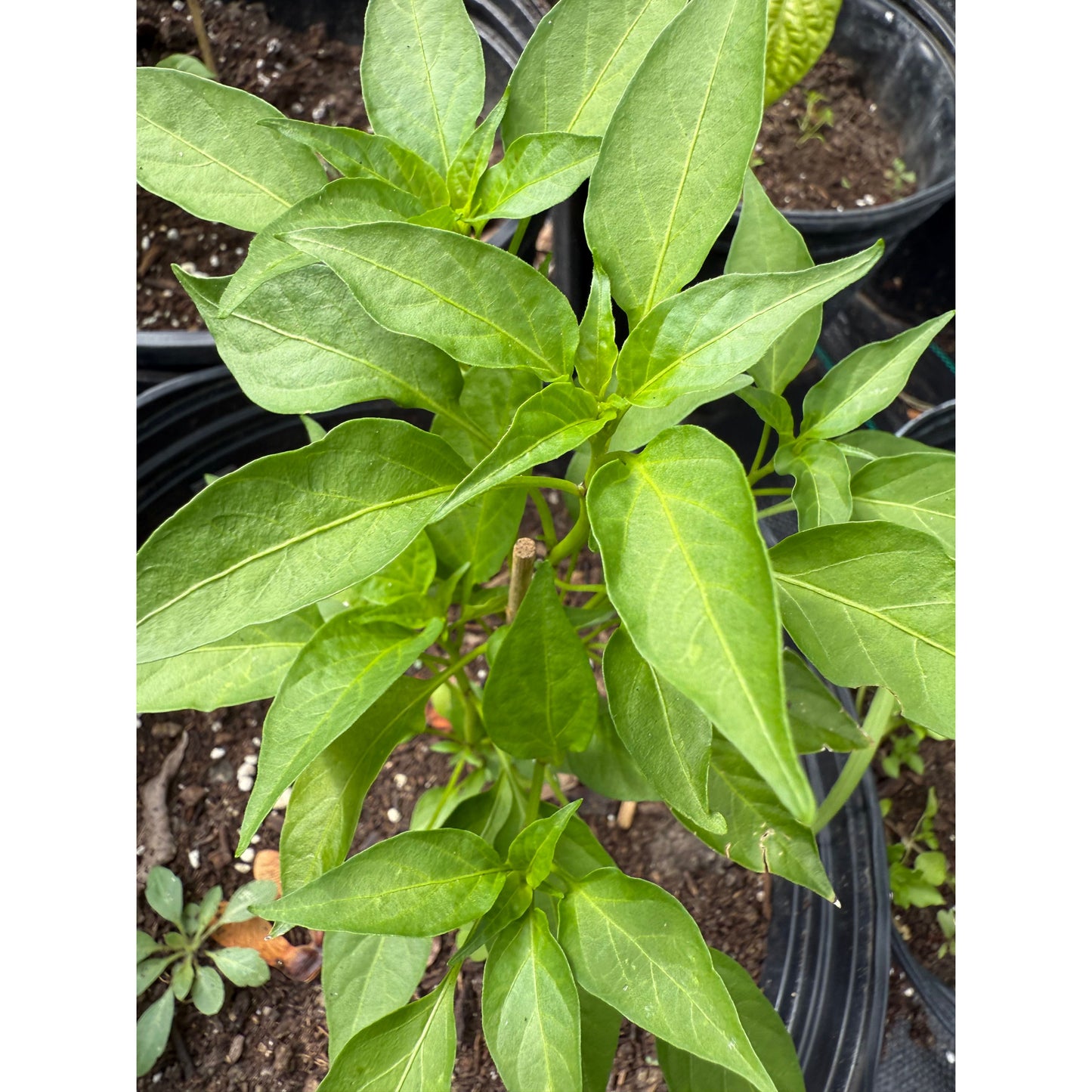 African Birds Eye - Red Hot Pepper Seeds