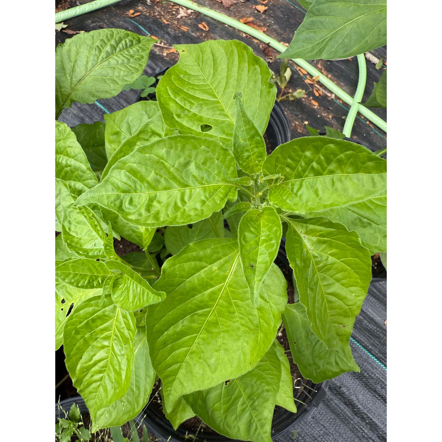 Aji Bodysnatcher - Hot Pepper Seeds