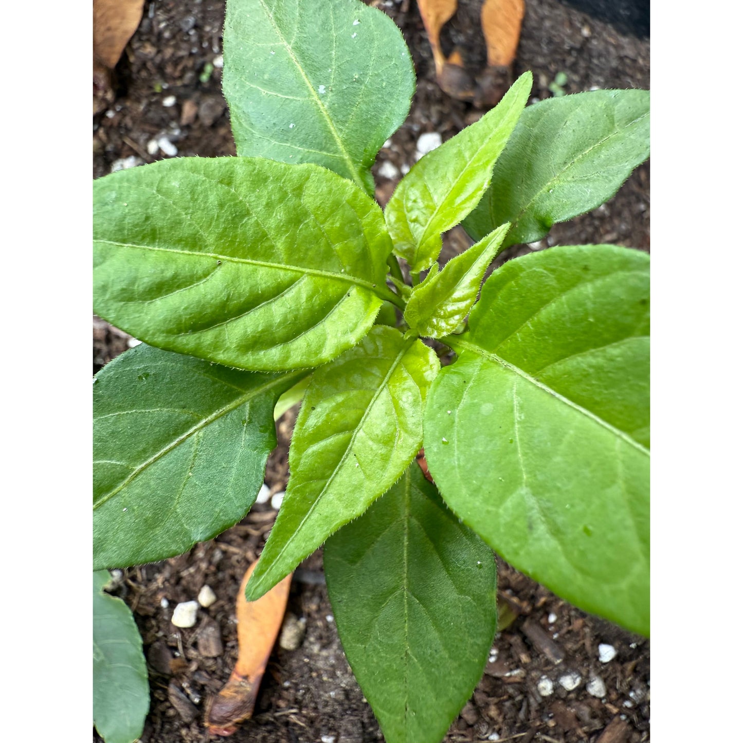 Aji Cochabamba - Hot Pepper Seeds