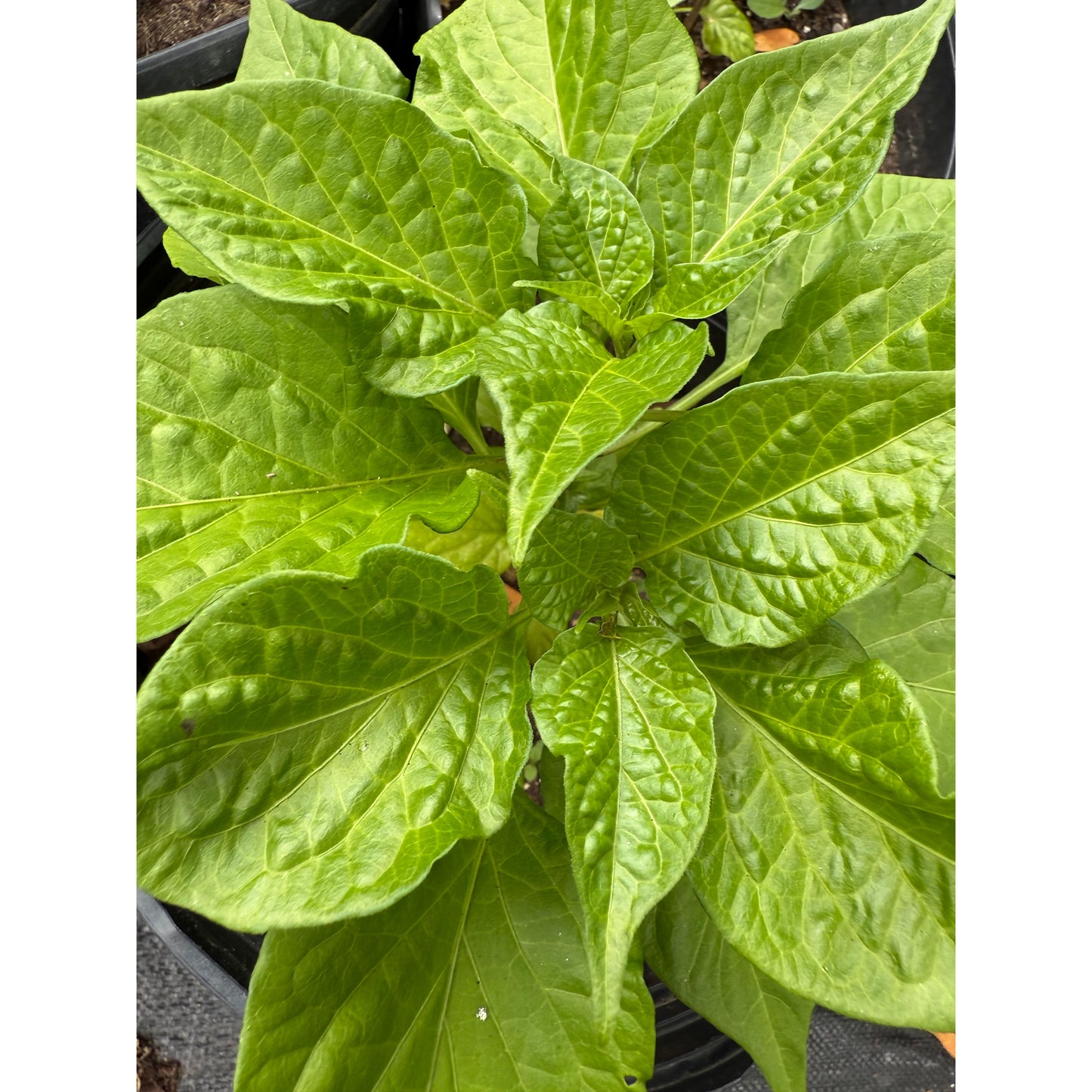 Aji Dulce - Long Hot Pepper Seeds