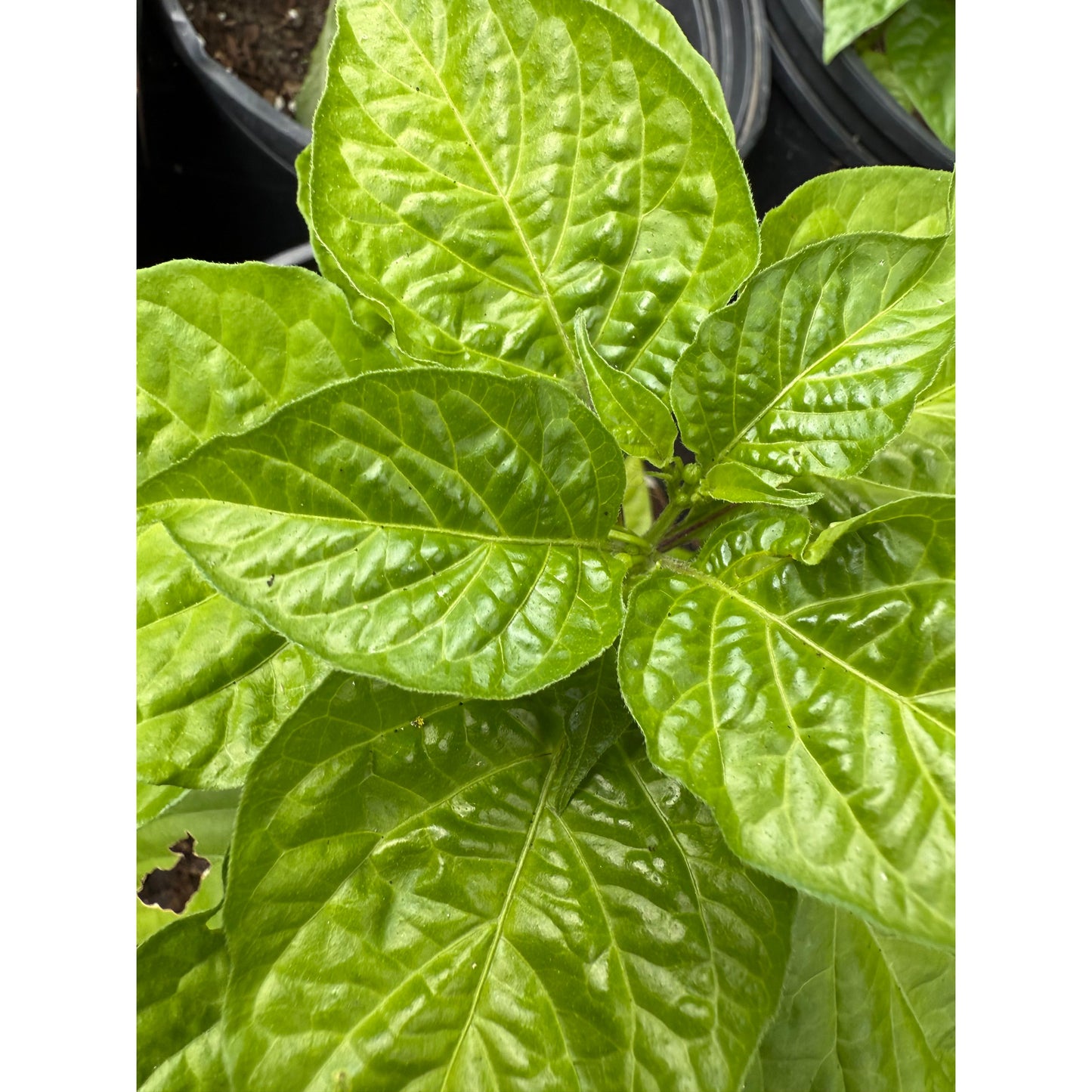 Aji Dulce - Orange Hot Pepper Seeds
