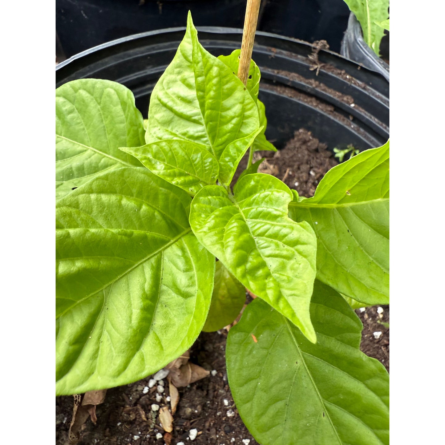Aji Dulce Puerto Rico Hot Pepper Seeds