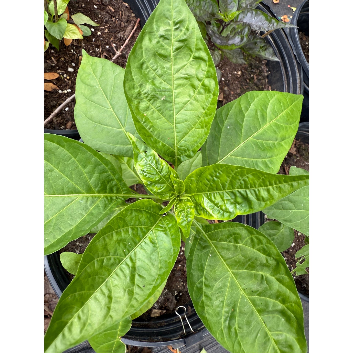 Aji Guaguao - Hot Pepper Seeds