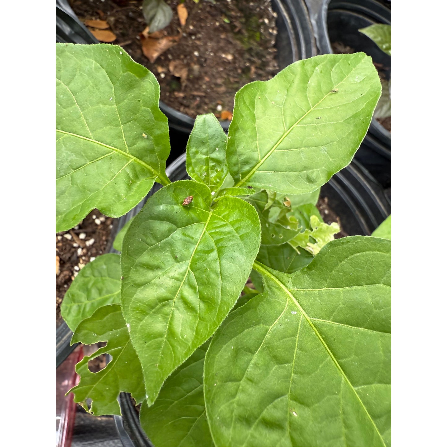 Aji Lemon Balls Hot Pepper Seeds