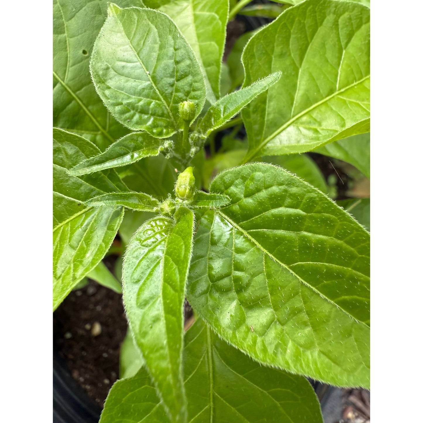 Aji Mango Drop Hot Pepper Seeds