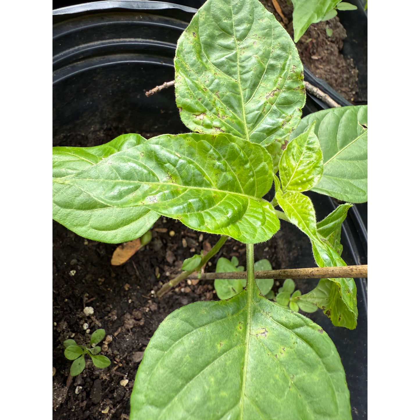 Aji Rosita Dulce - Hot Pepper Seeds