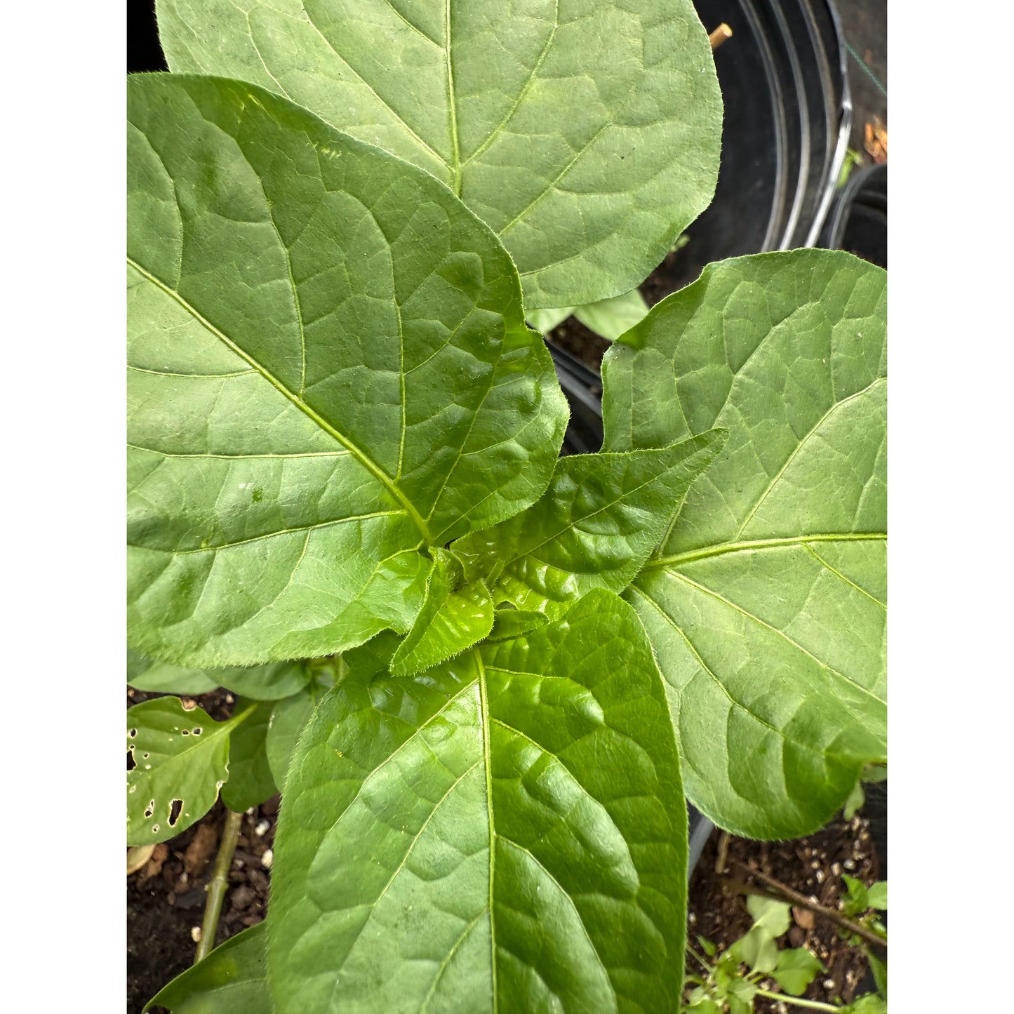 Aji Russian - Yellow Hot Pepper Seeds