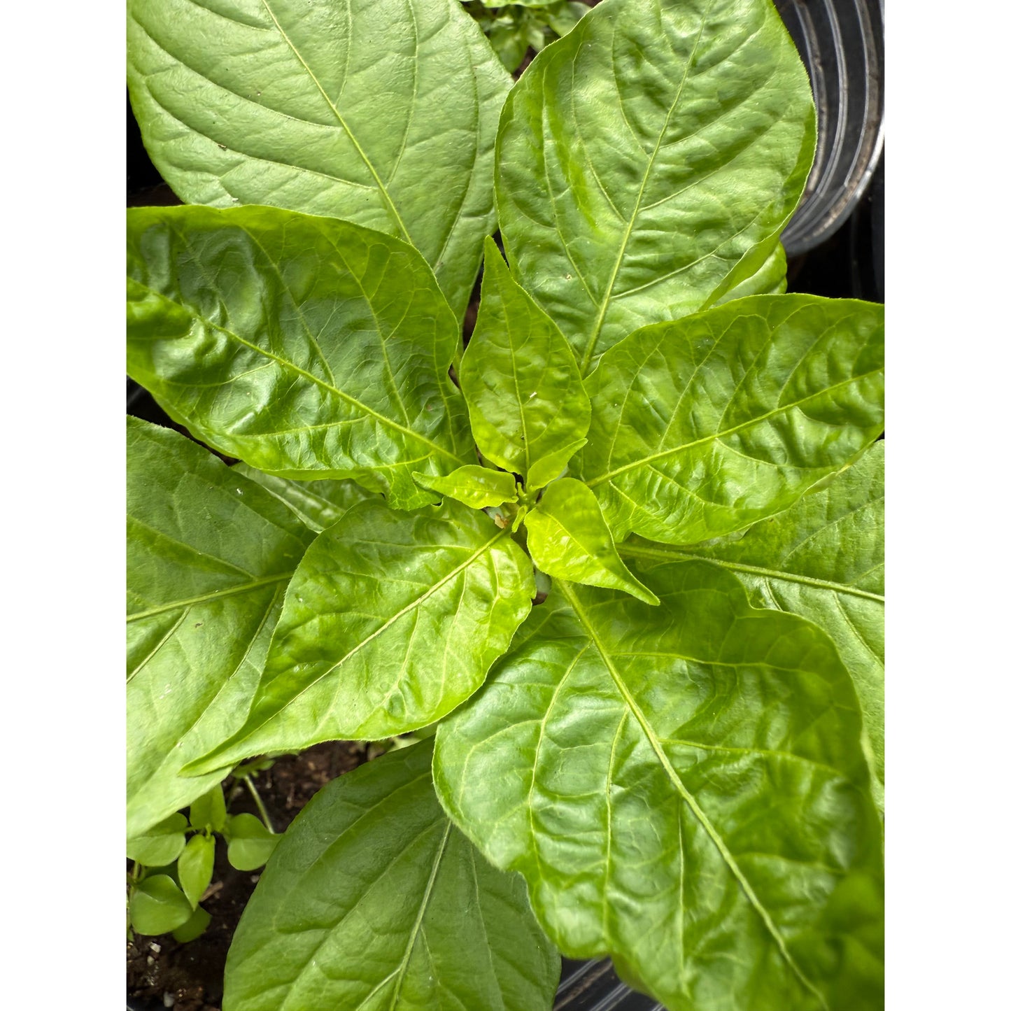 Aji Umba Hot Pepper Seeds