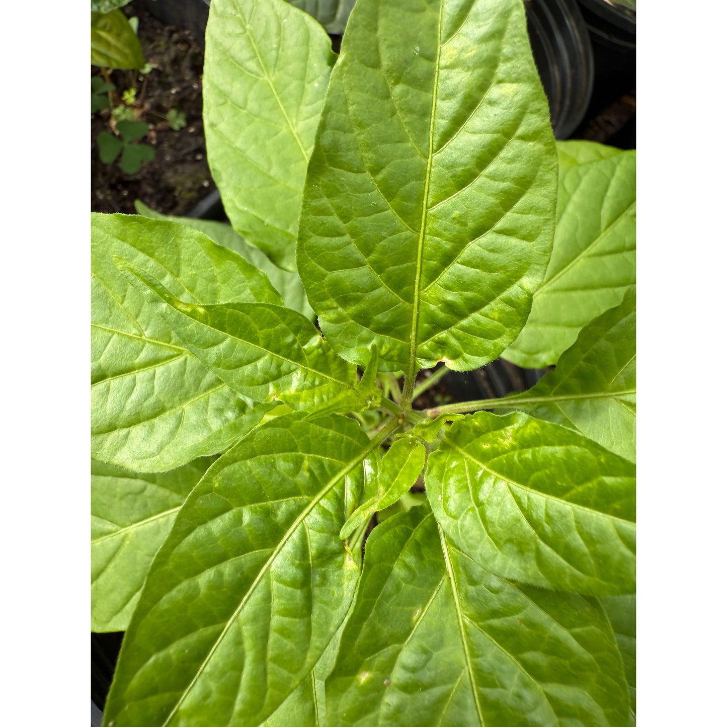 Aji White Blondie (rare) Hot Pepper Seeds