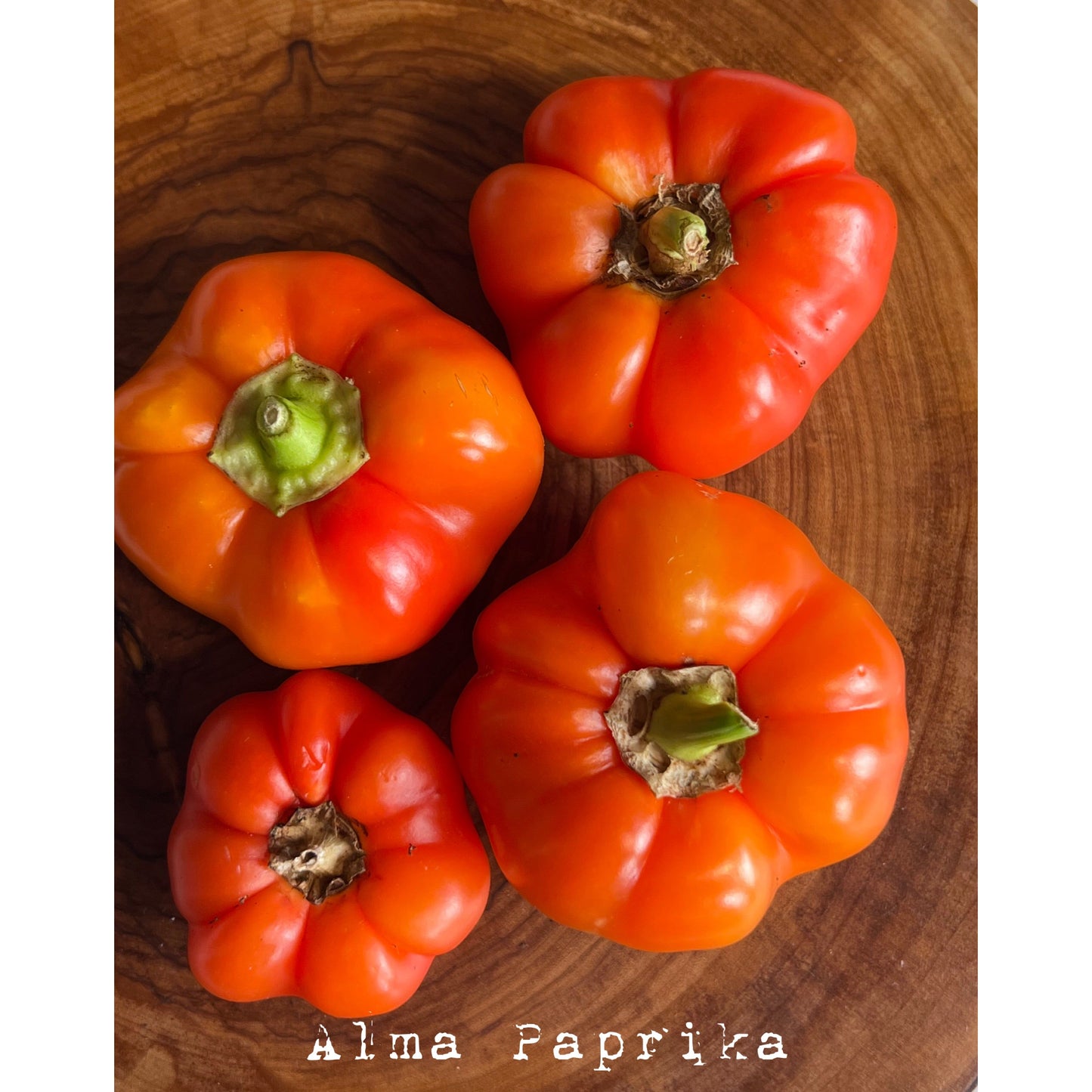 Alma Paprika - Hot Pepper Seeds