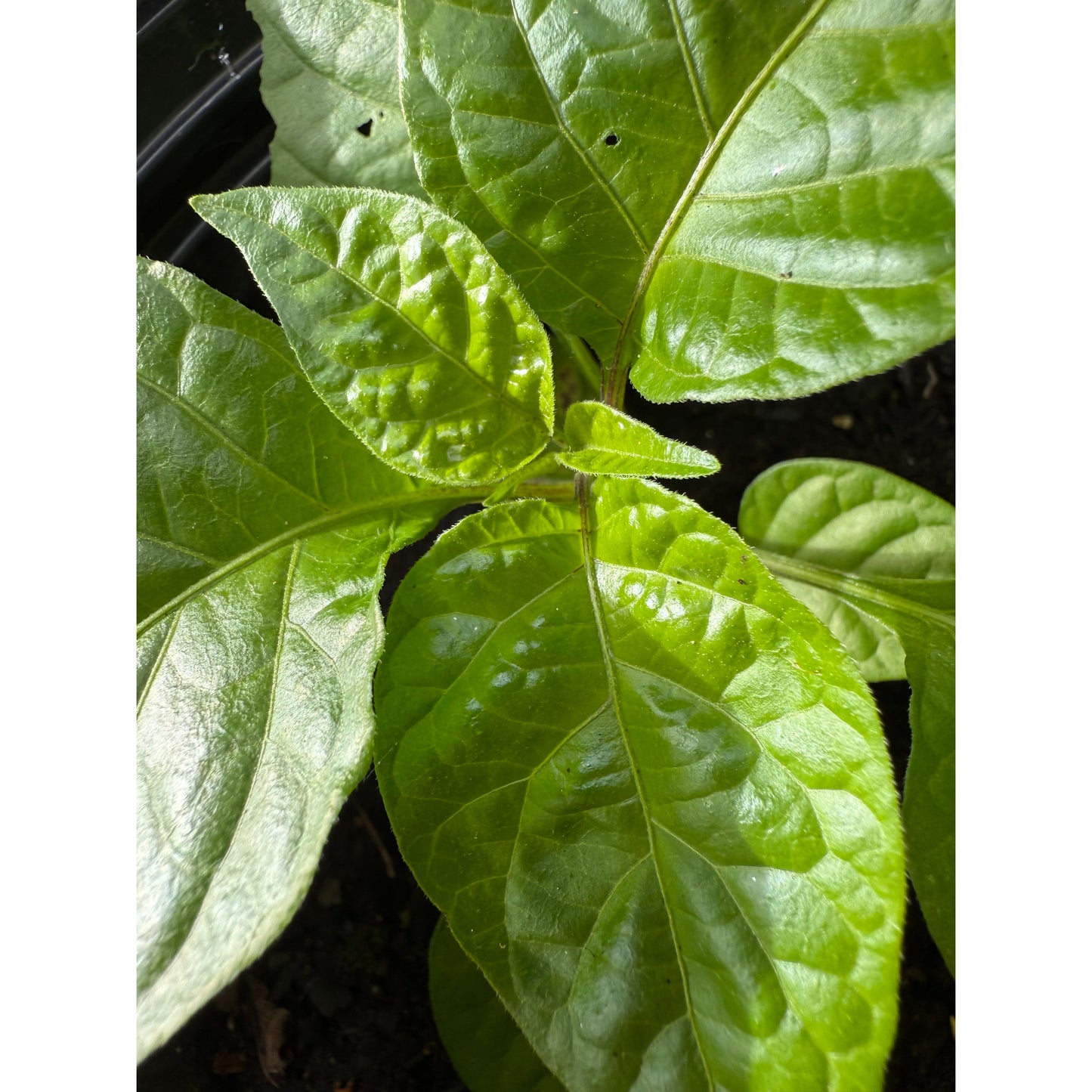 Amnesia - Red Hot Pepper Seeds