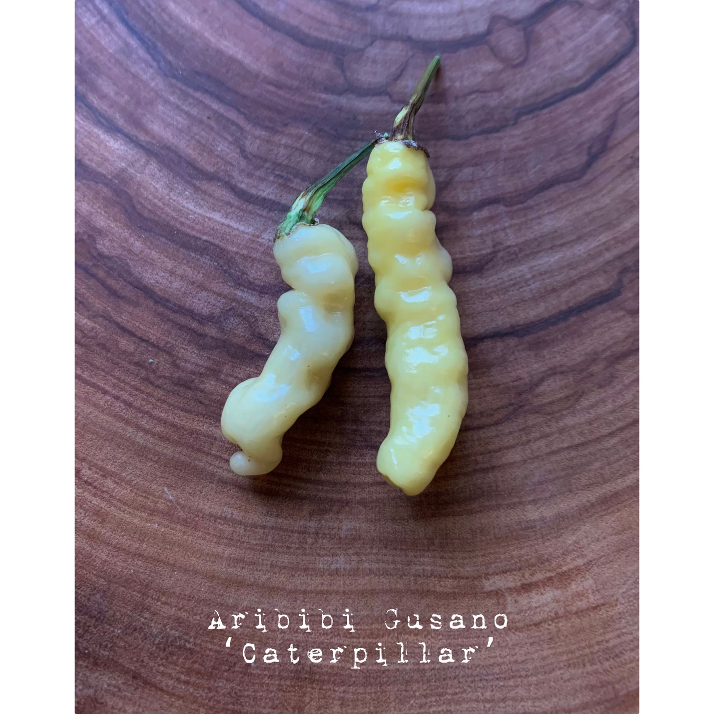 Aribibi Gusano (Caterpillar) - White - Hot Pepper Seeds