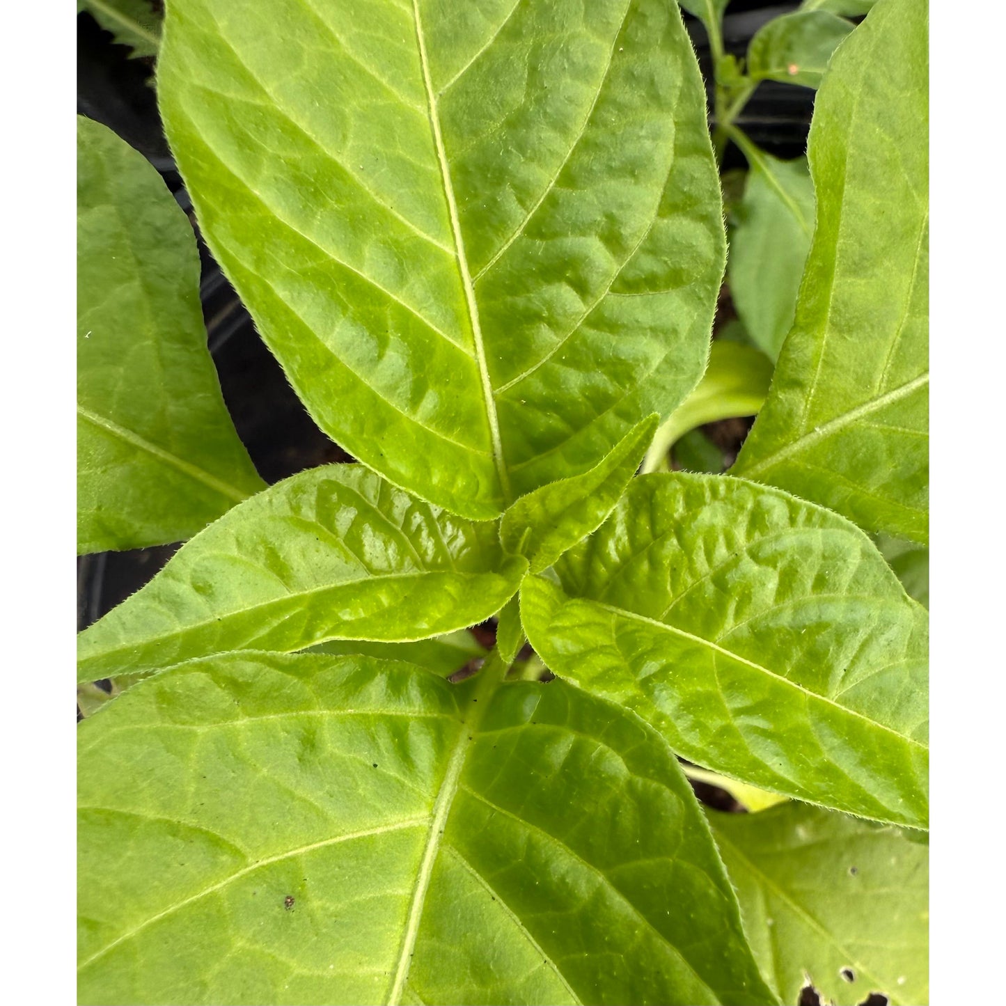 Asante (Ashanti) Hot Pepper Seeds