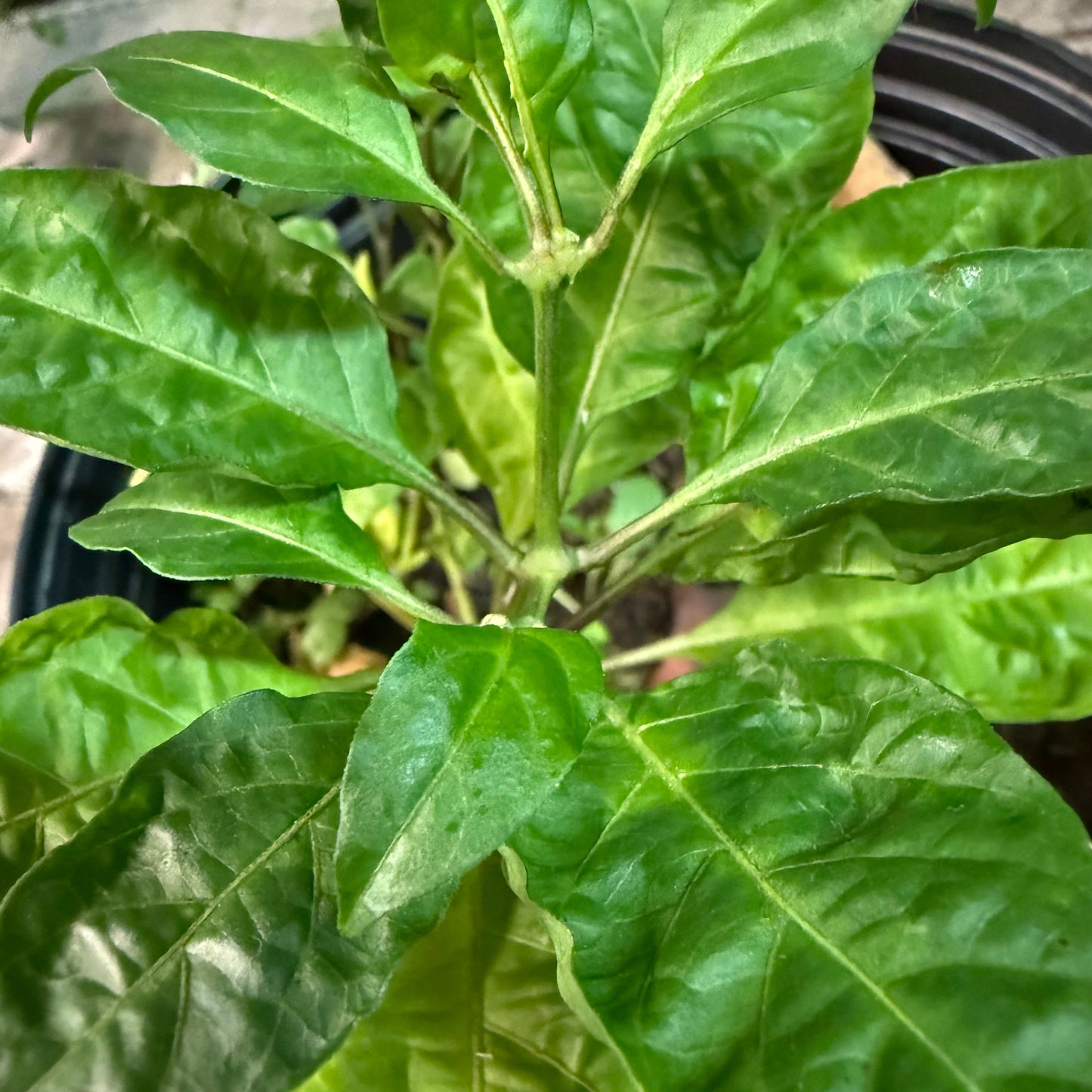 Thai Dwarf - Hot Pepper Seeds
