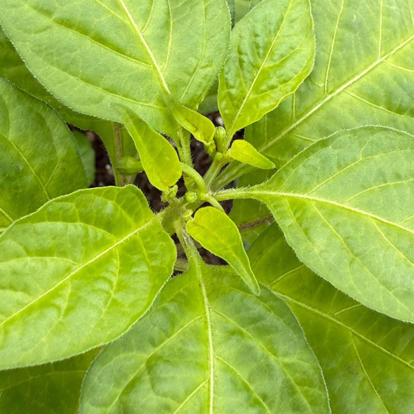 Jalapeño - Megatron F2 - Hot Pepper Seeds